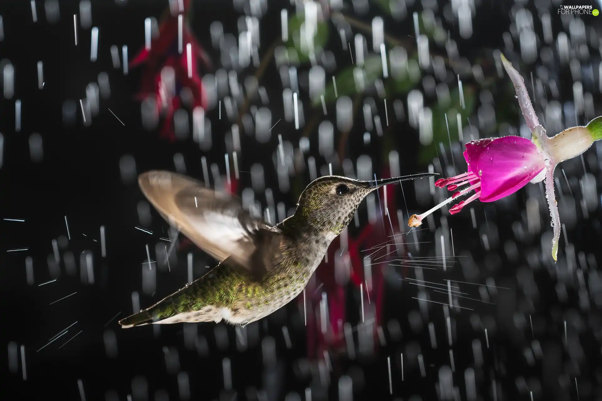 Rain, humming-bird, Colourfull Flowers