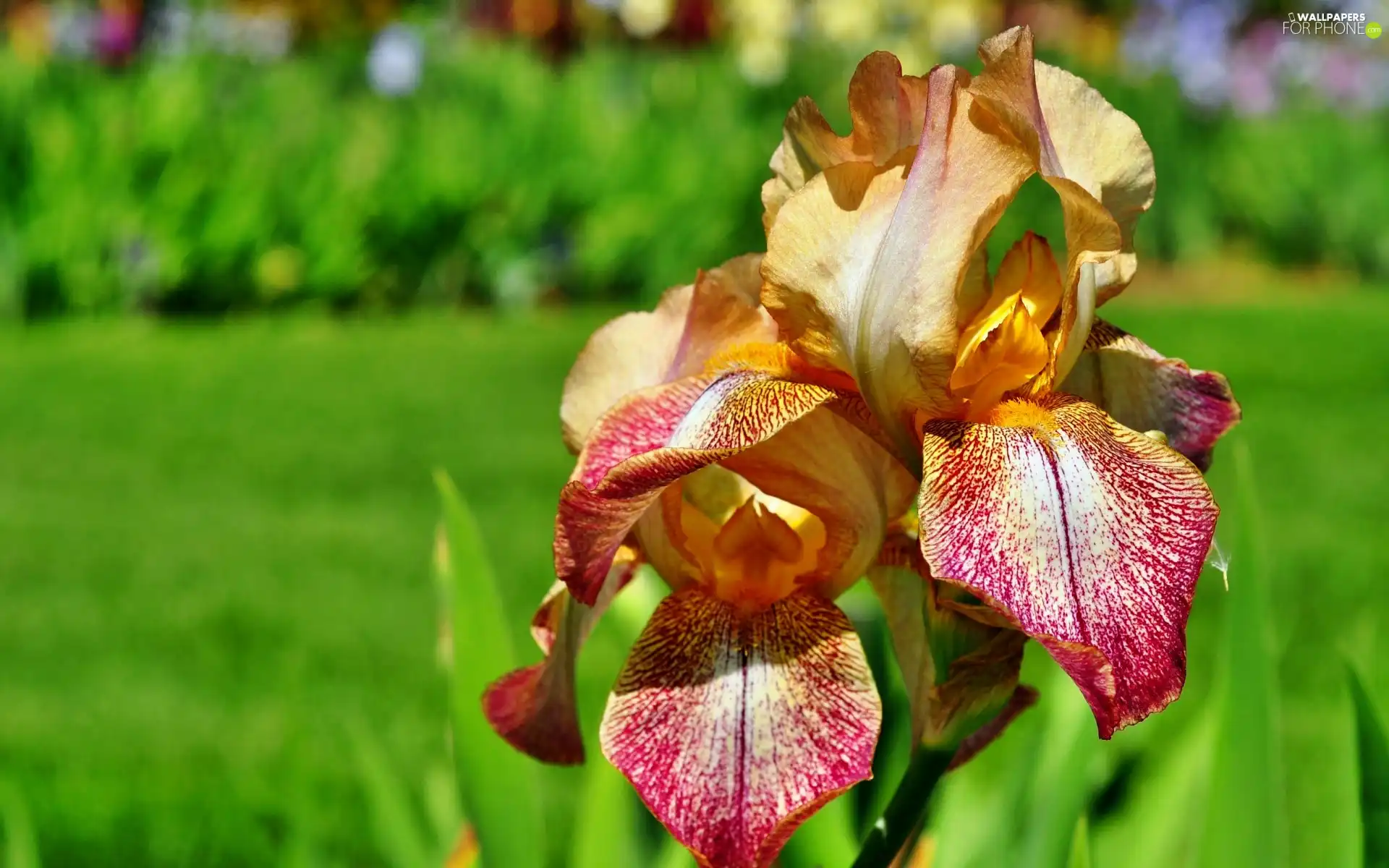 Colourfull Flowers, iris