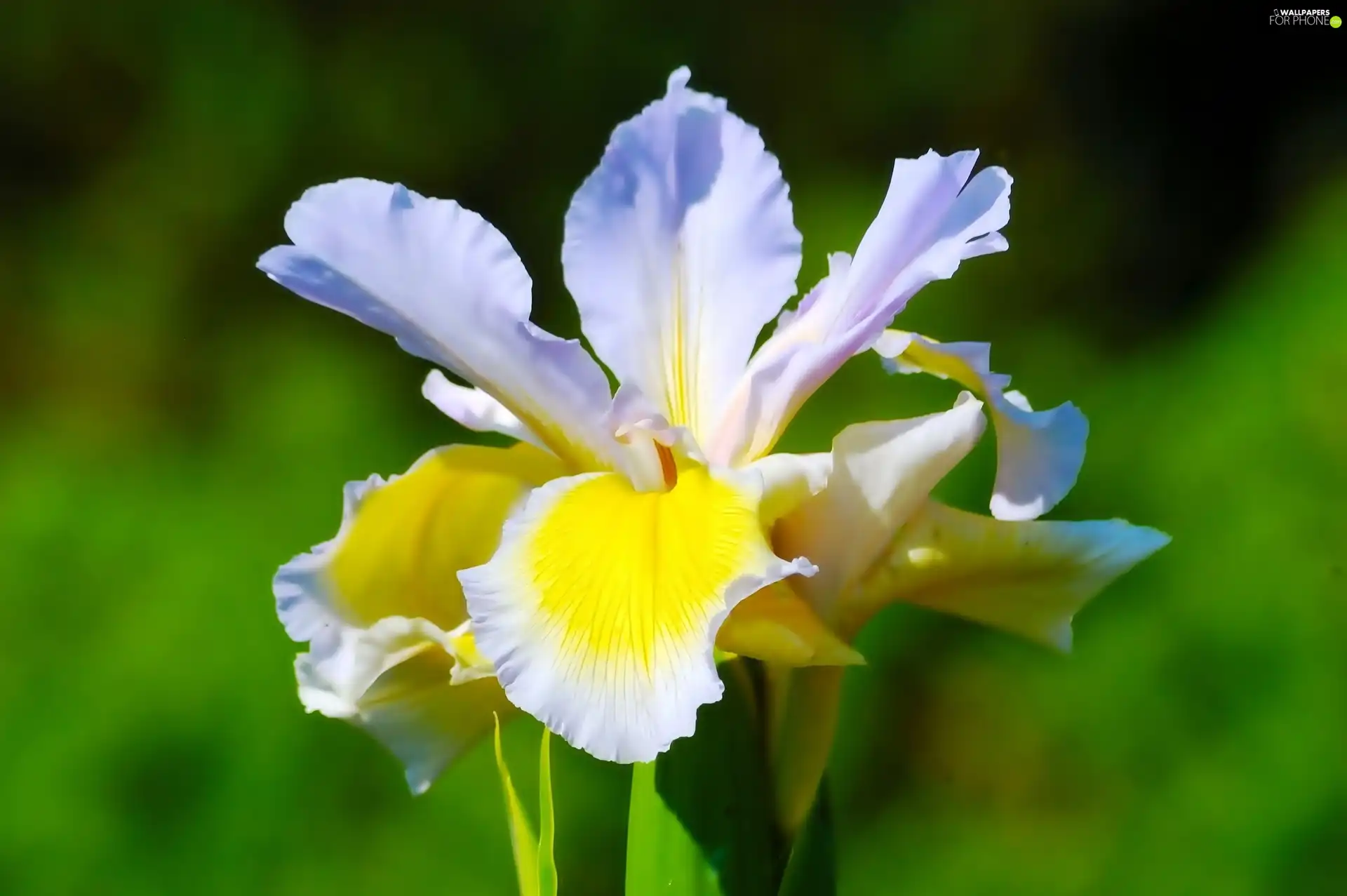 Colourfull Flowers, iris