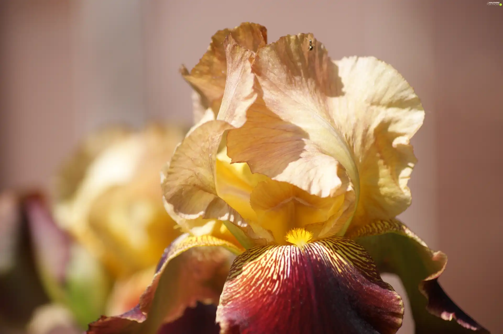 Colourfull Flowers, iris