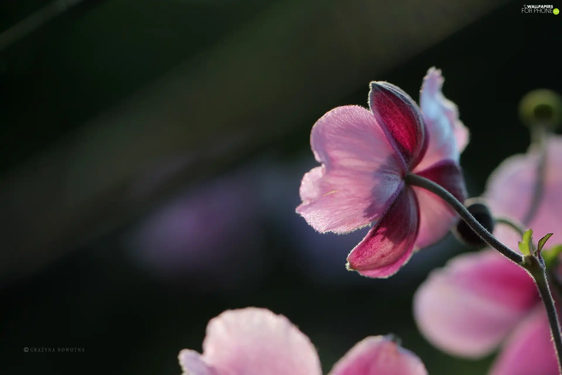 Pink, Japanese anemone, Colourfull Flowers