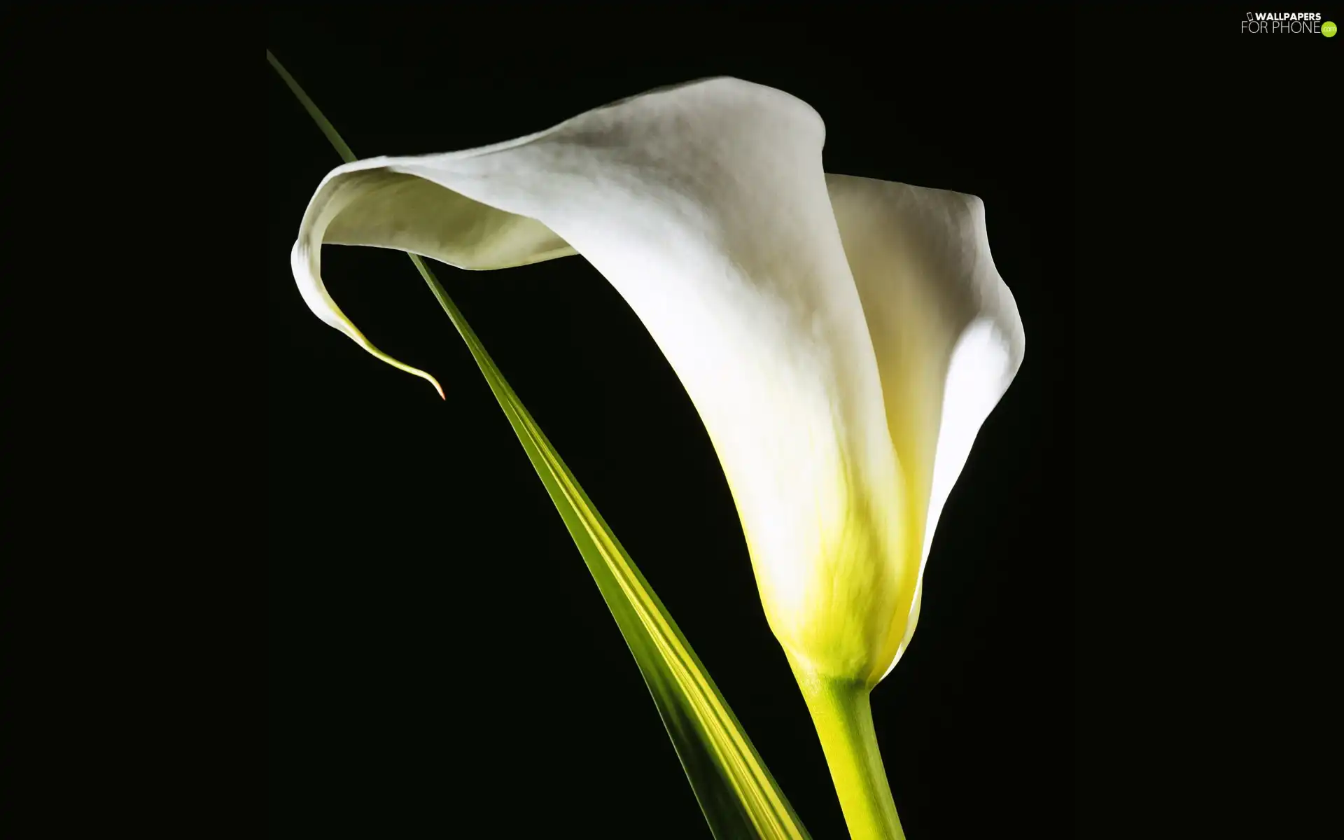 Kali, White, Colourfull Flowers