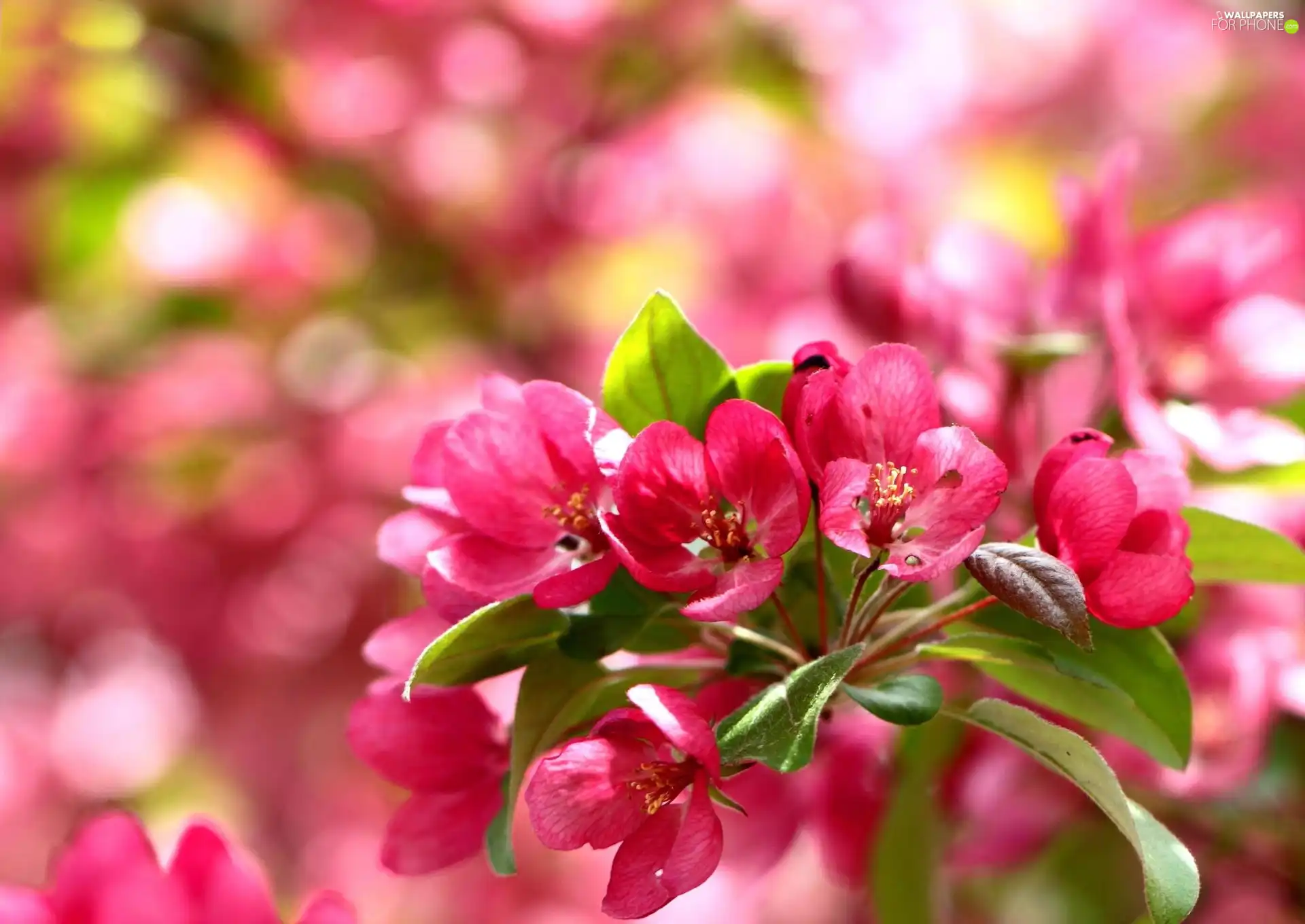 kirsch, Pink, Colourfull Flowers