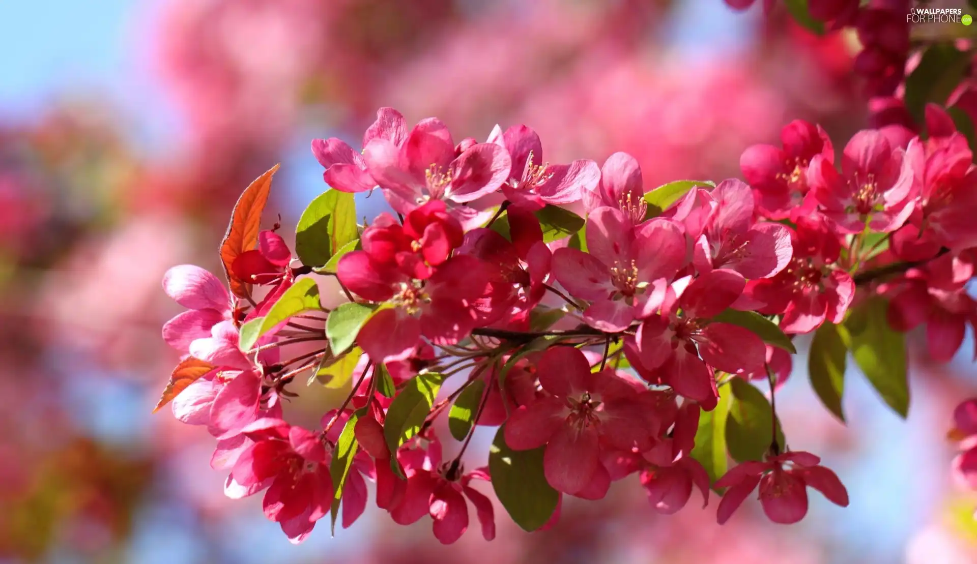 kirsch, Pink, Colourfull Flowers