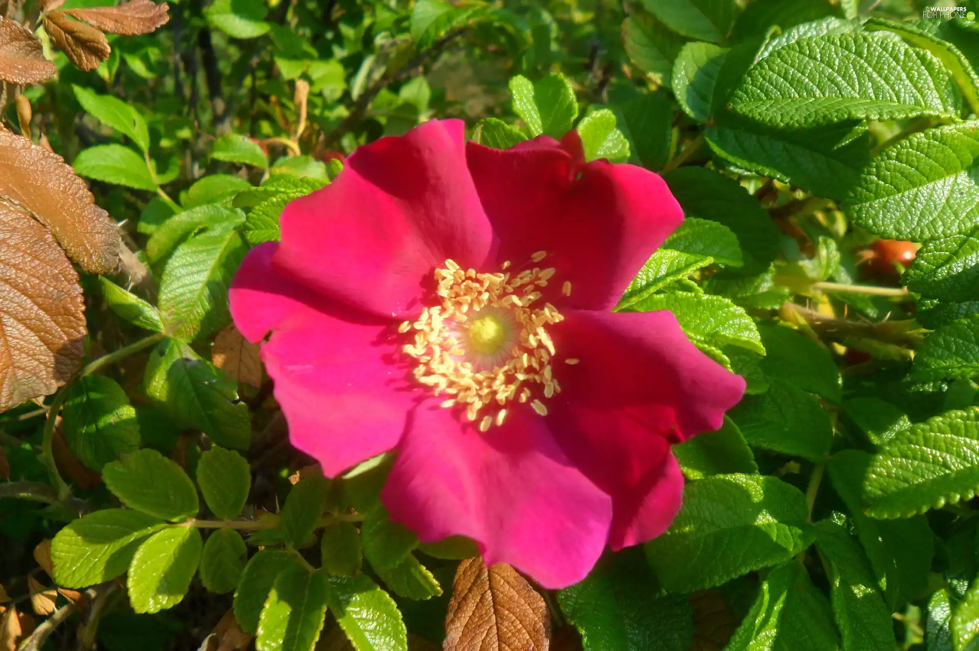 Leaf, Red, Colourfull Flowers