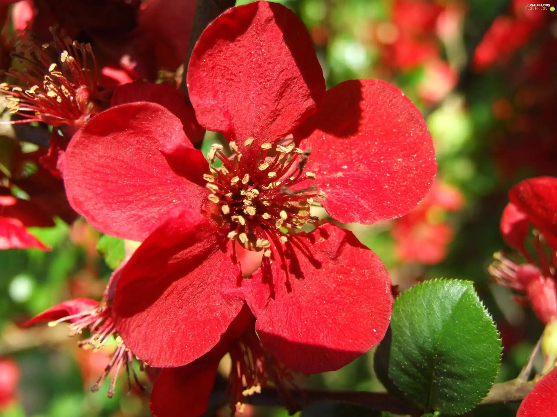 leaves, Red, Colourfull Flowers