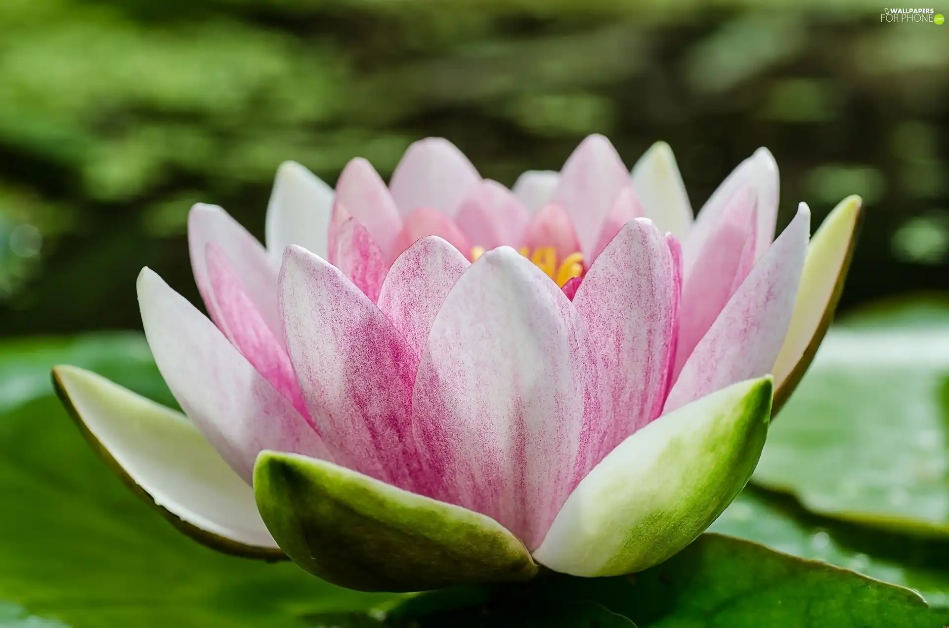 Colourfull Flowers, water-lily
