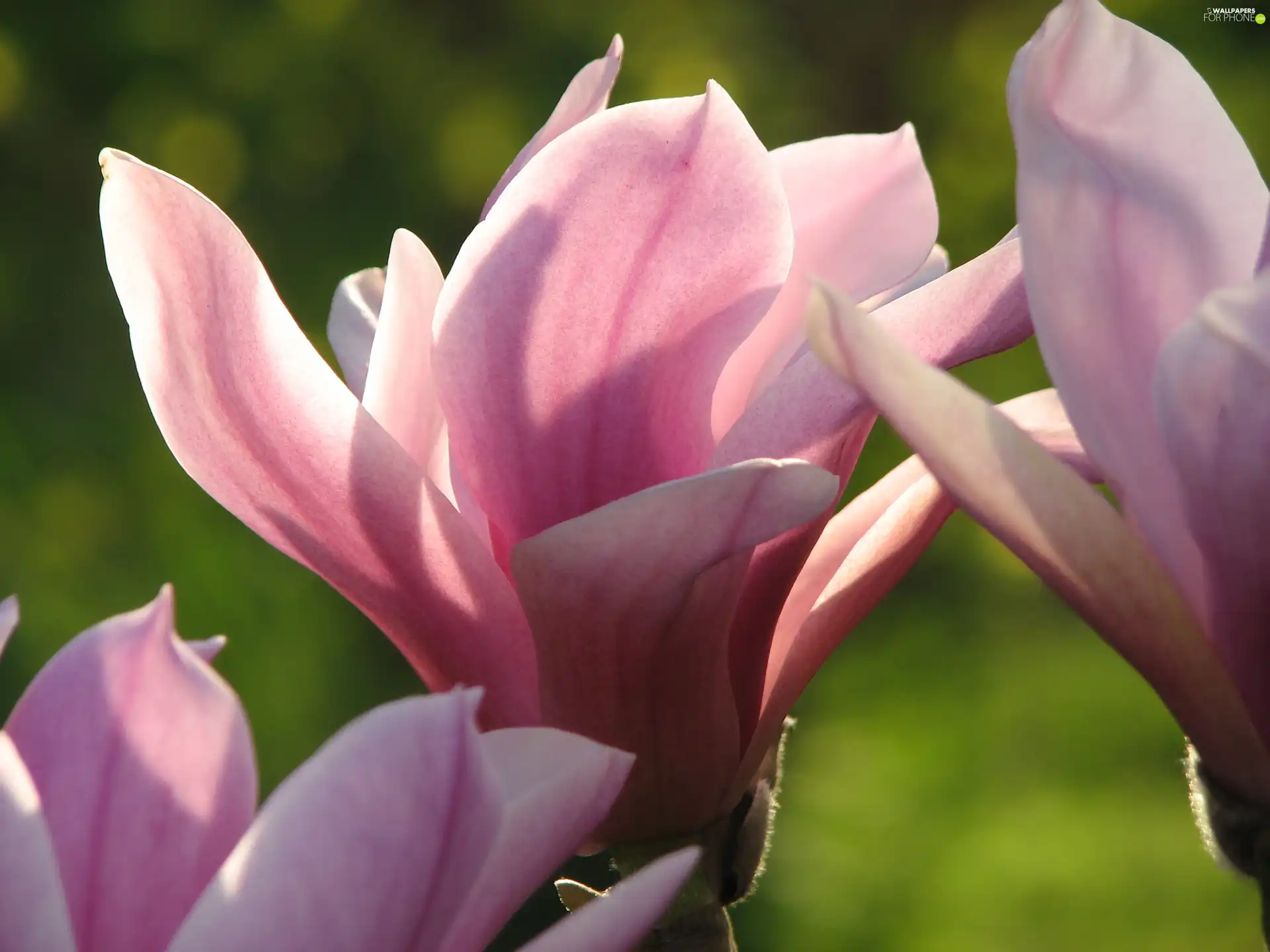 Colourfull Flowers, Magnolii