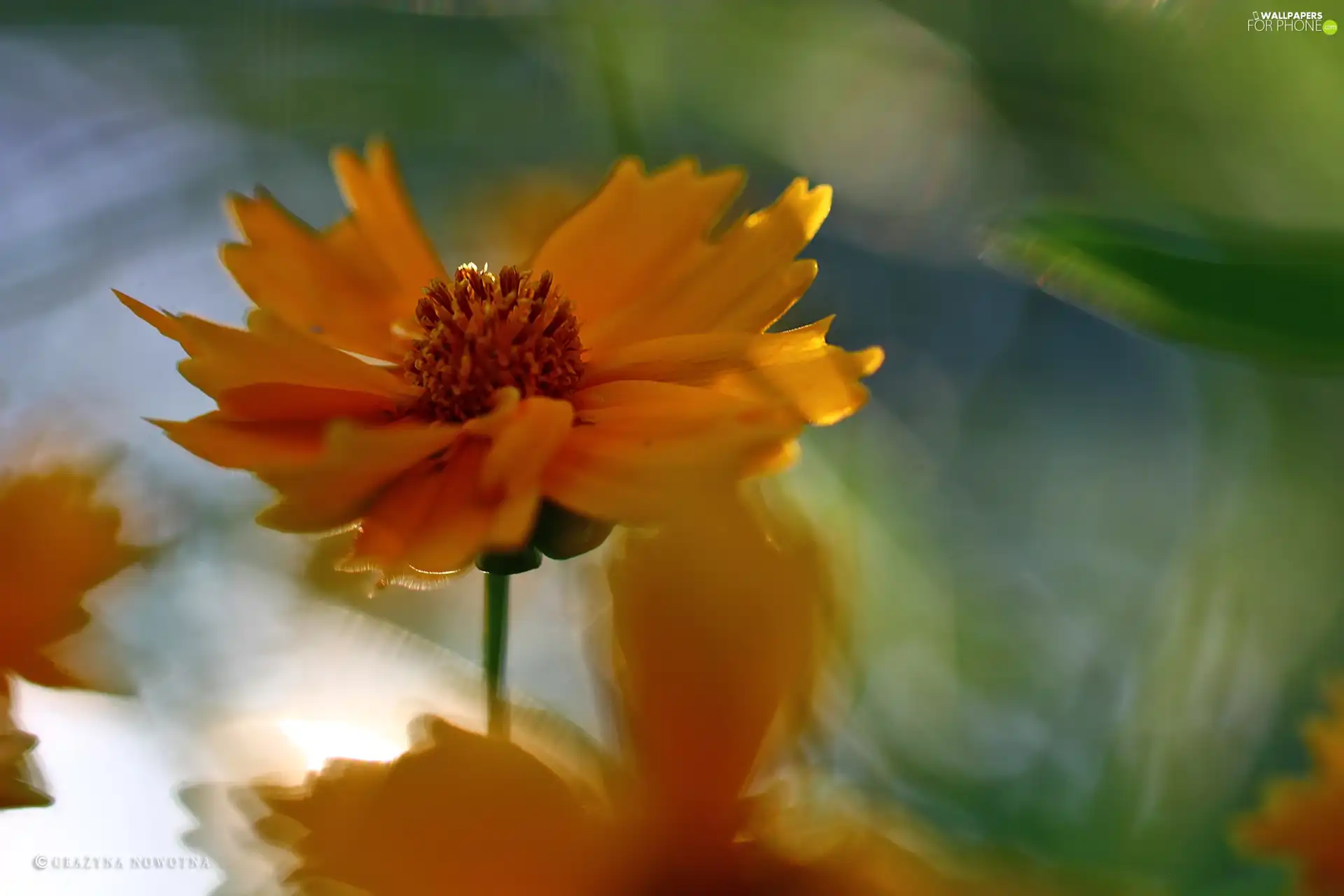 Coreopsis, Orange, Colourfull Flowers