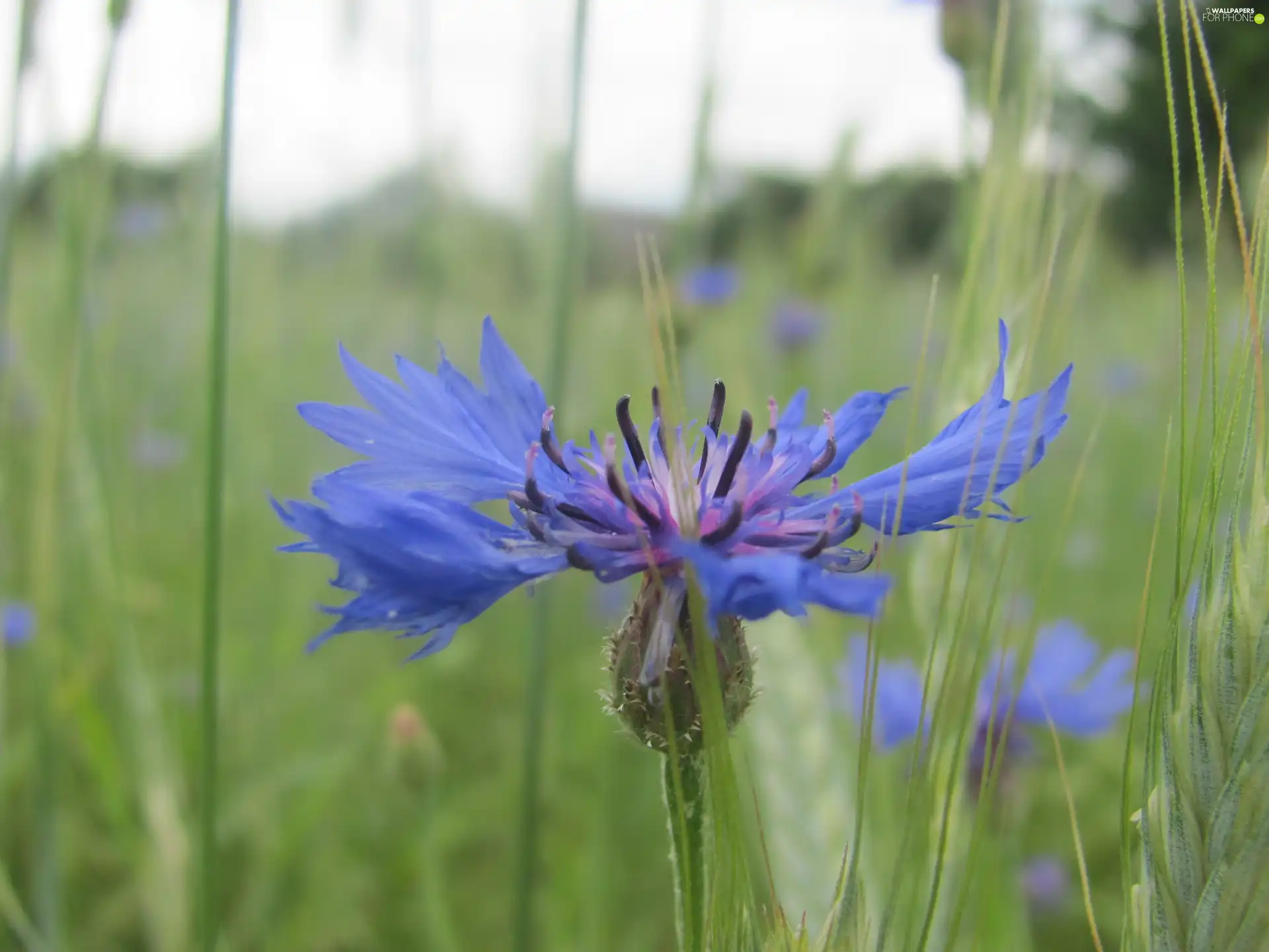 Chaber, Colourfull Flowers, Meadow, blue