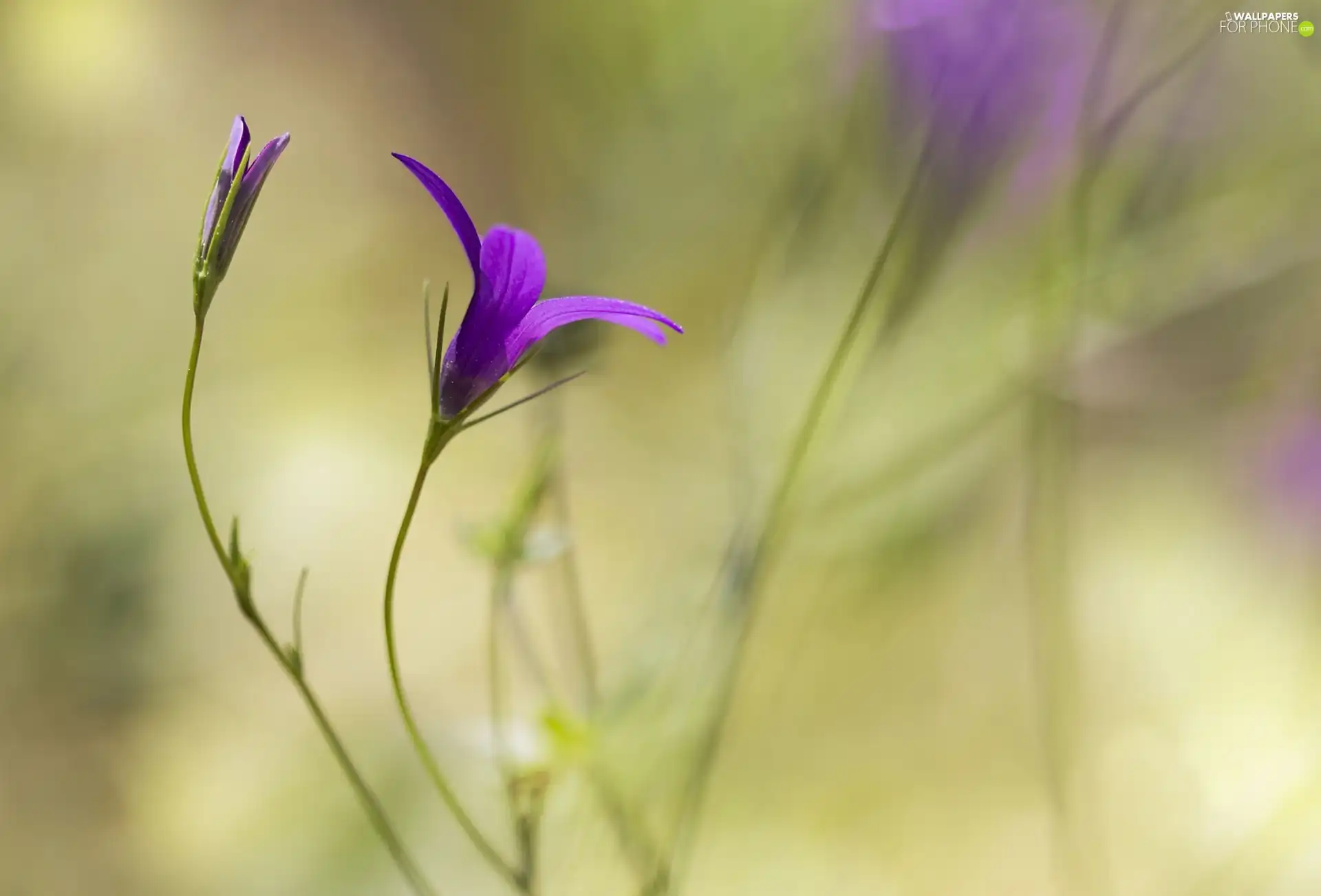 meadow, Violet, Colourfull Flowers