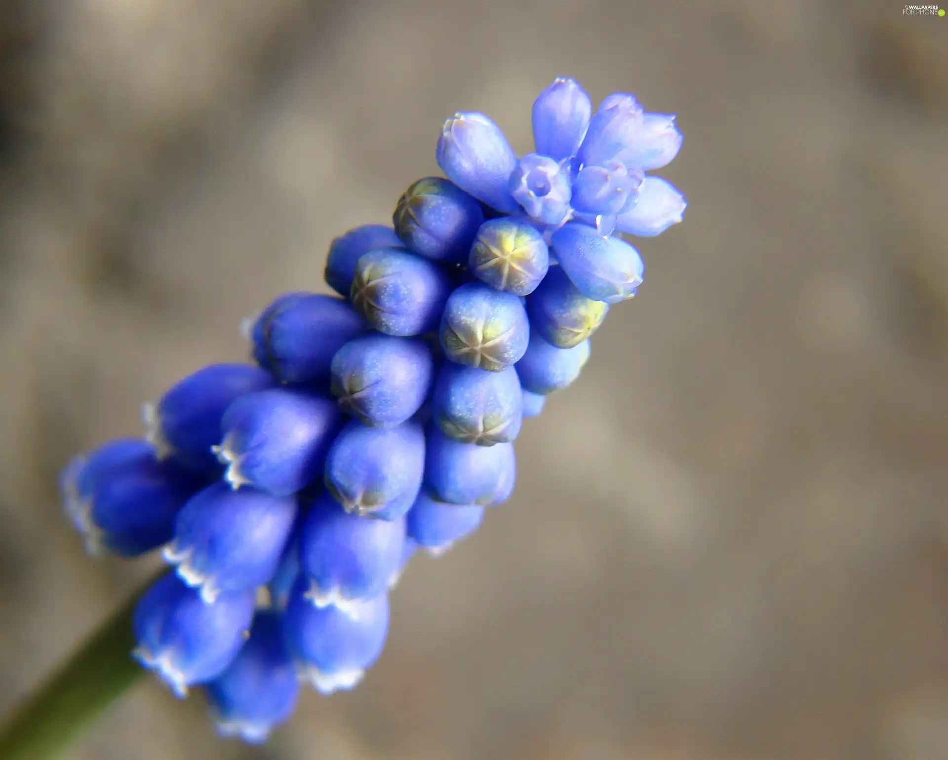 Muscari, spring, Colourfull Flowers