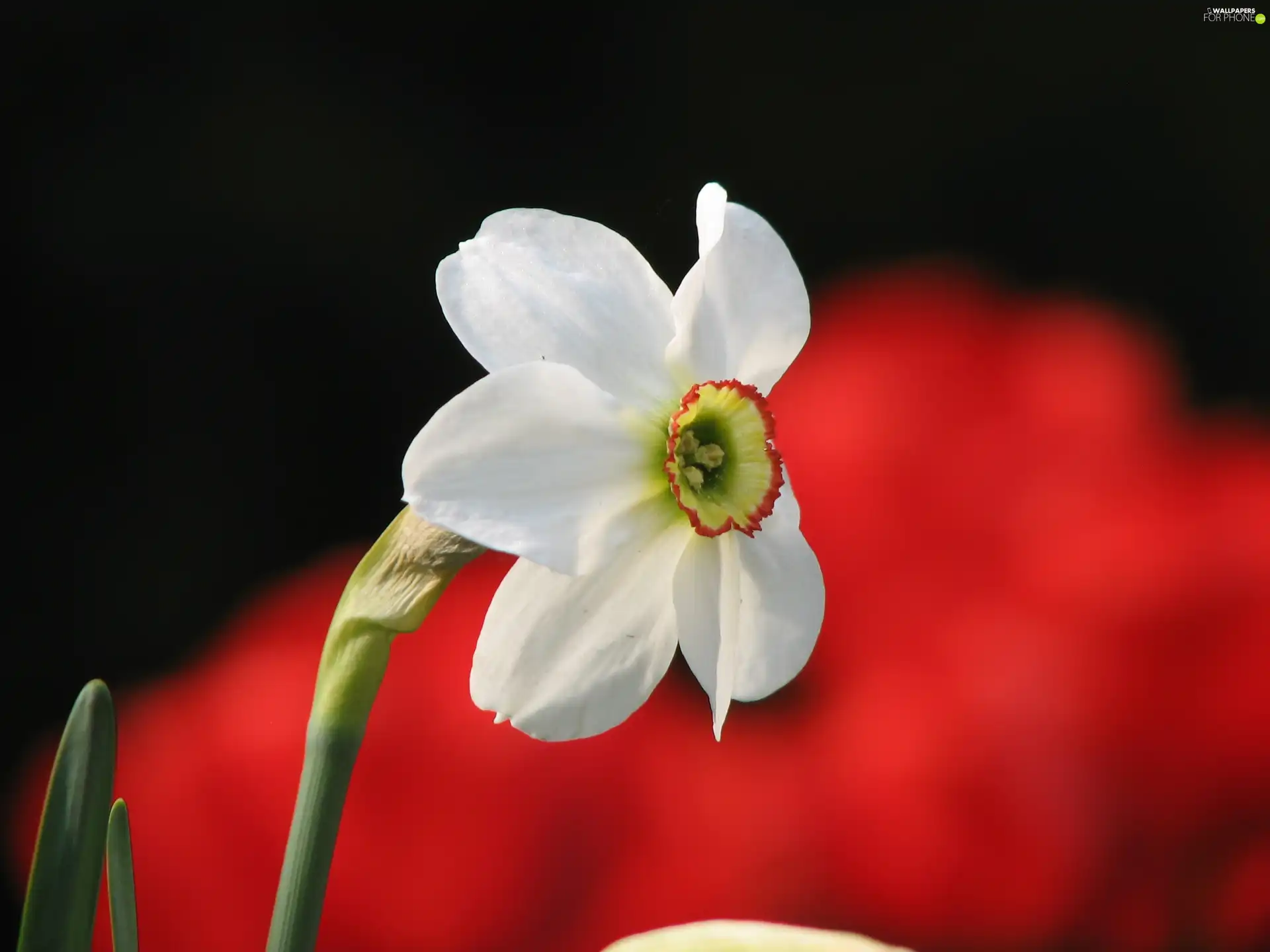 Colourfull Flowers, narcissus