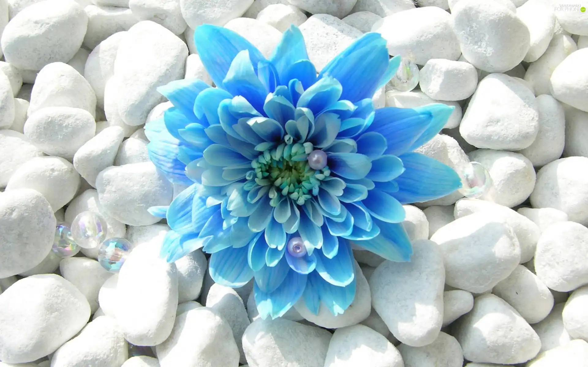 Pebble, Blue, Dalia