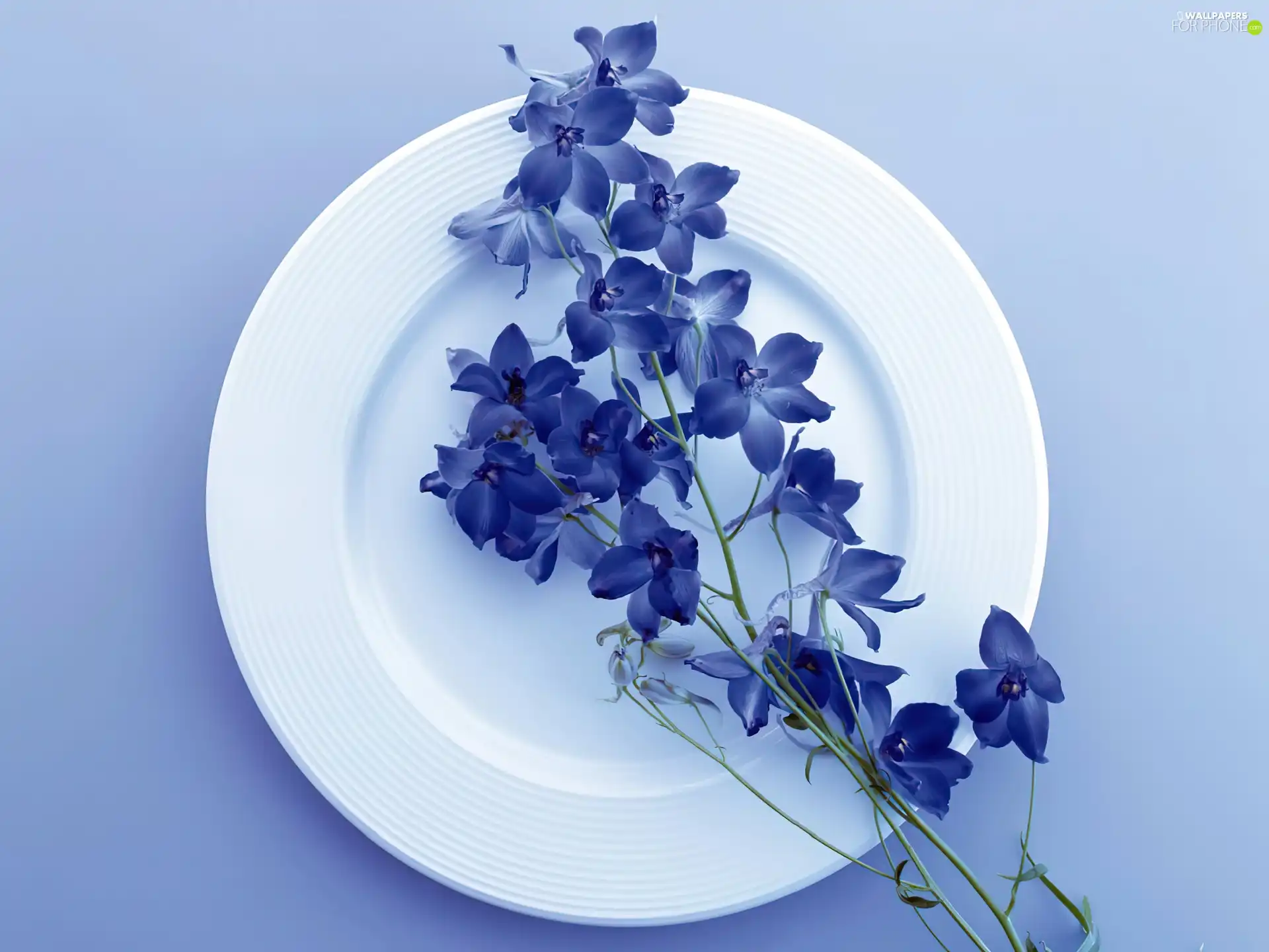 plate, field, Colourfull Flowers