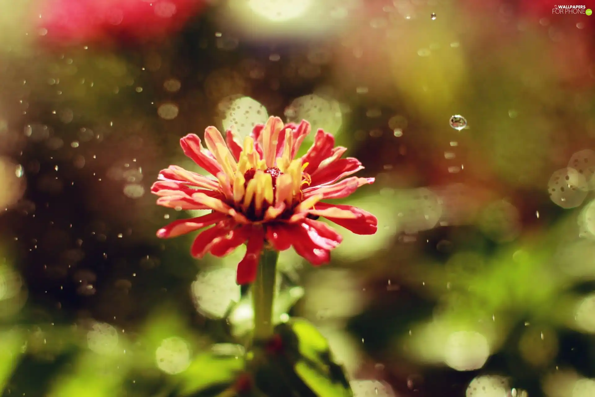 Rain, Red, Colourfull Flowers