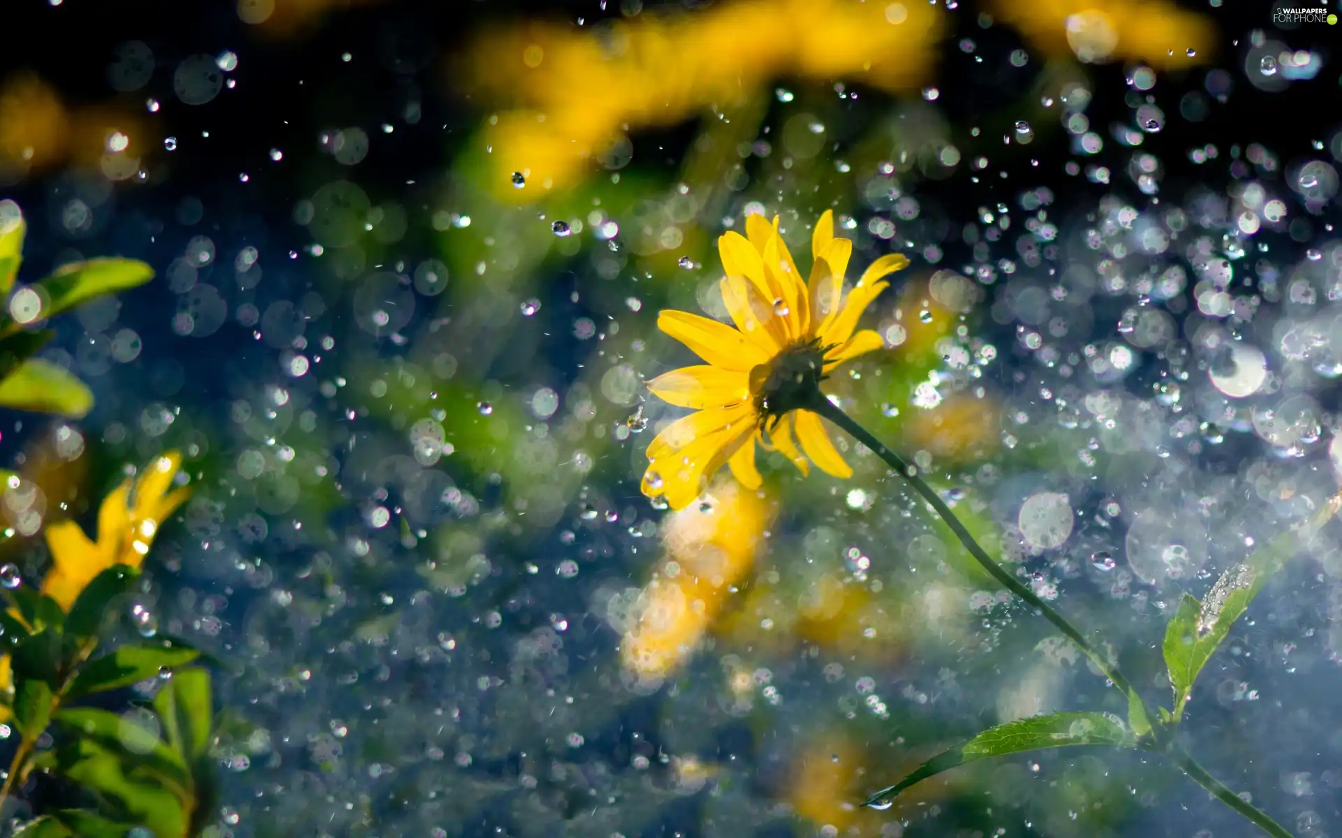 Rain, Yellow, Colourfull Flowers