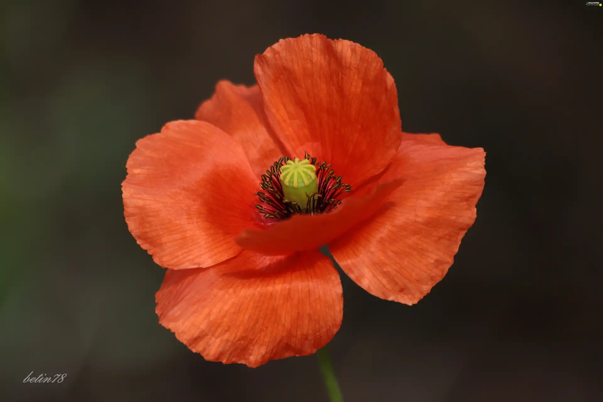 plant, red weed, Colourfull Flowers