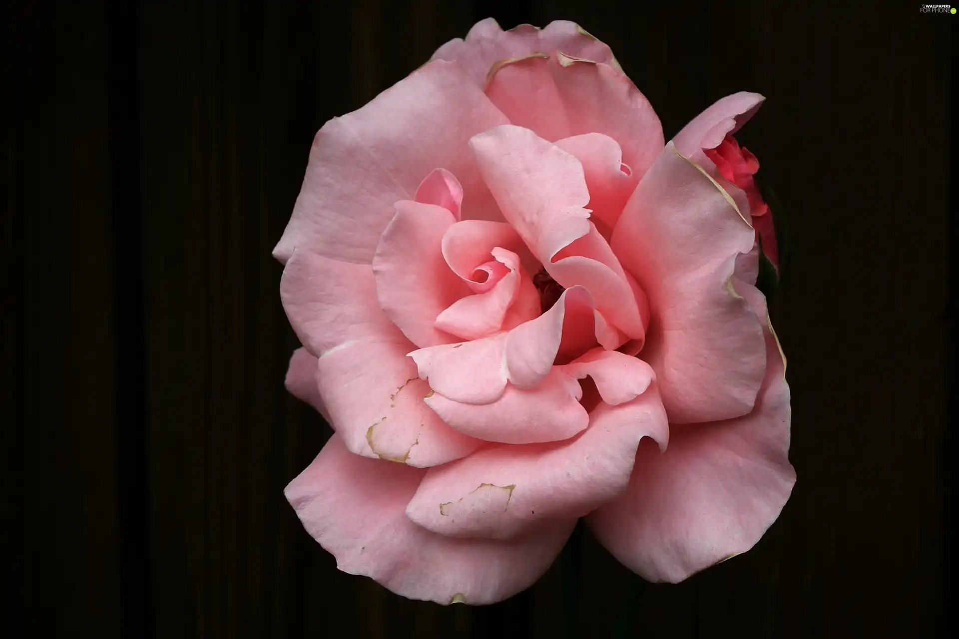 rose, nature, Colourfull Flowers