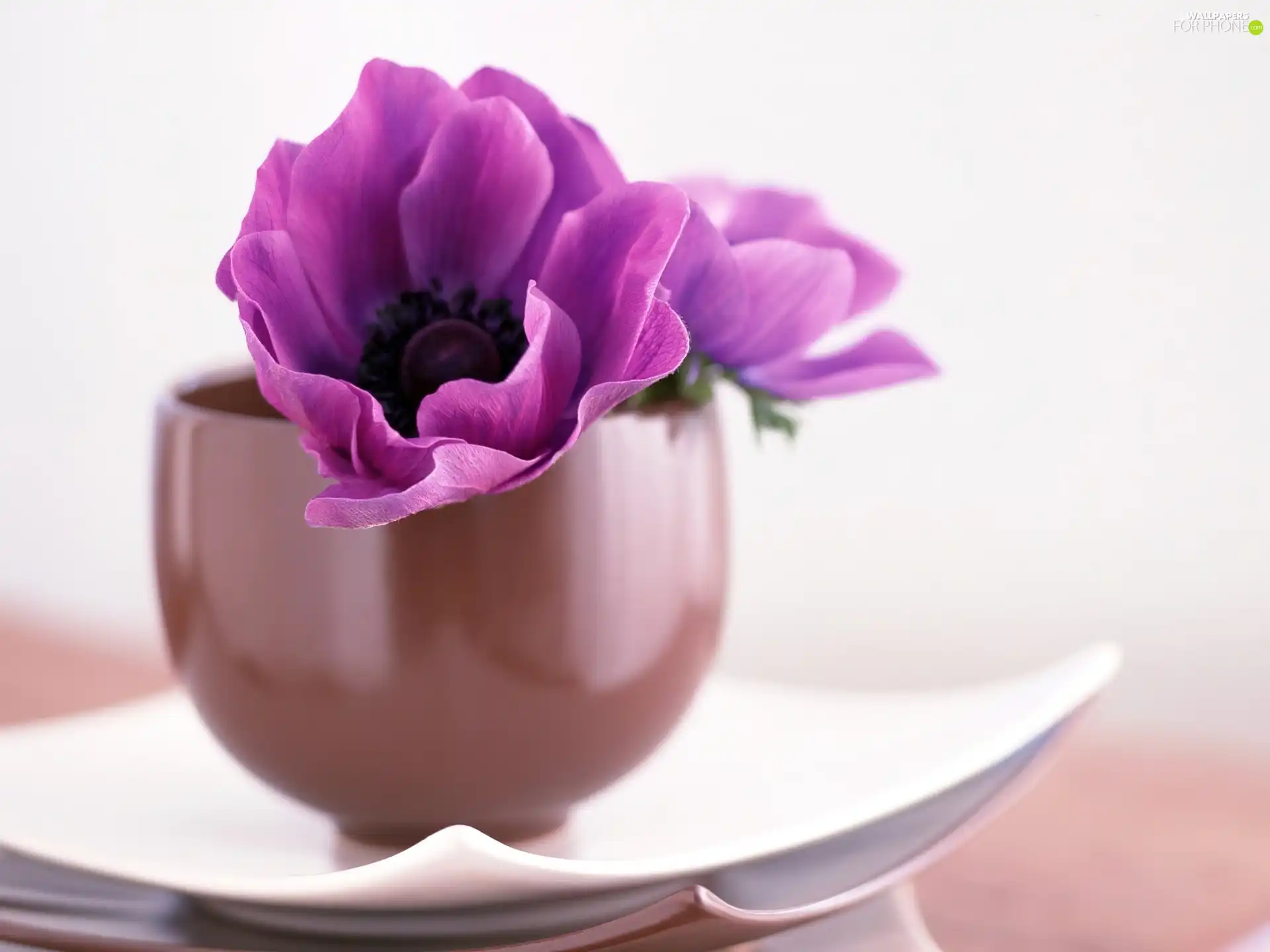 saucer, Violet, Colourfull Flowers, cup