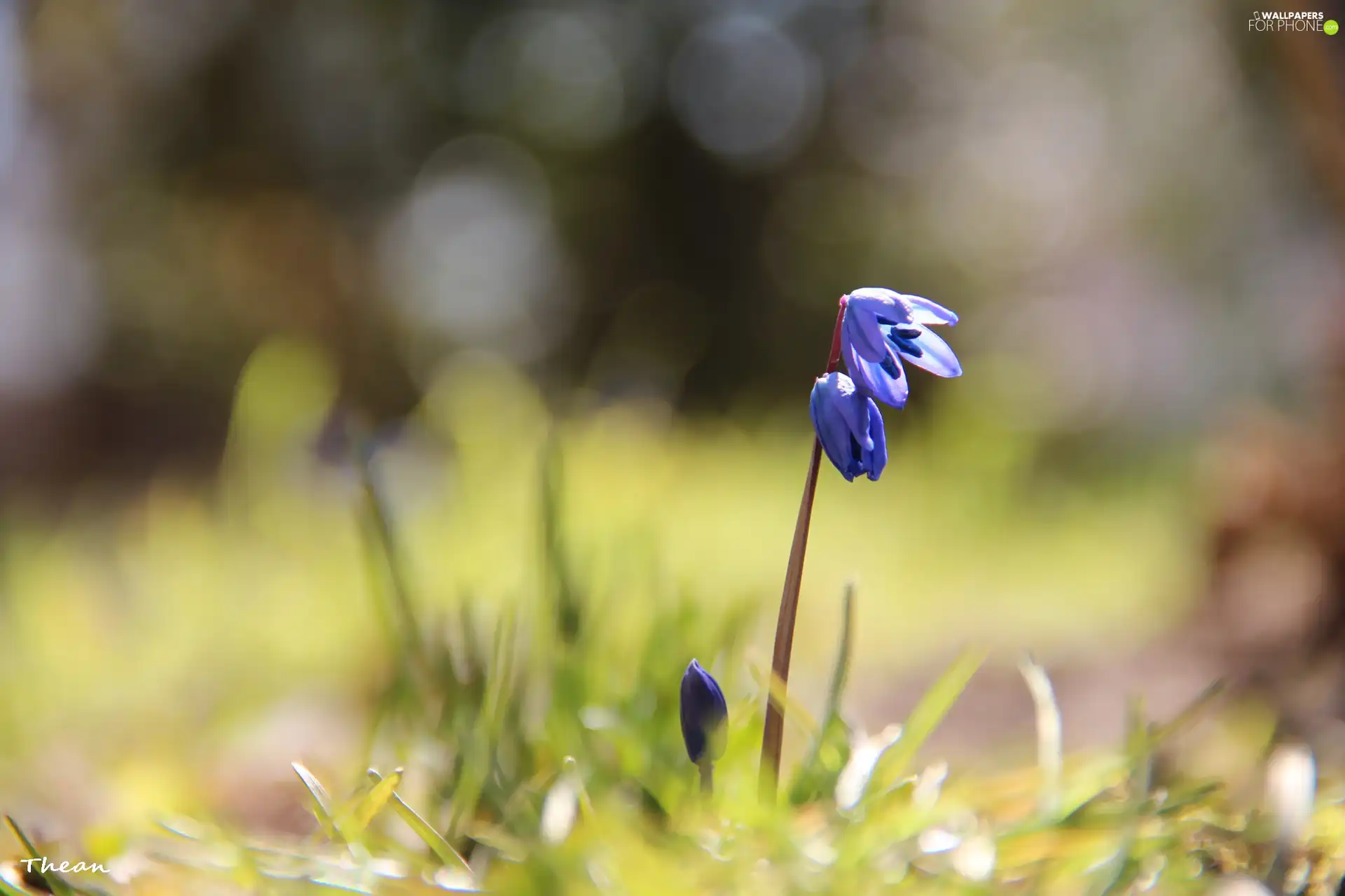 Siberian squill, Colourfull Flowers