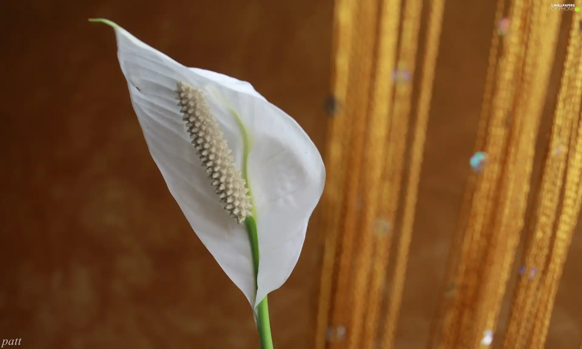 Spathiphyllum, White, Colourfull Flowers