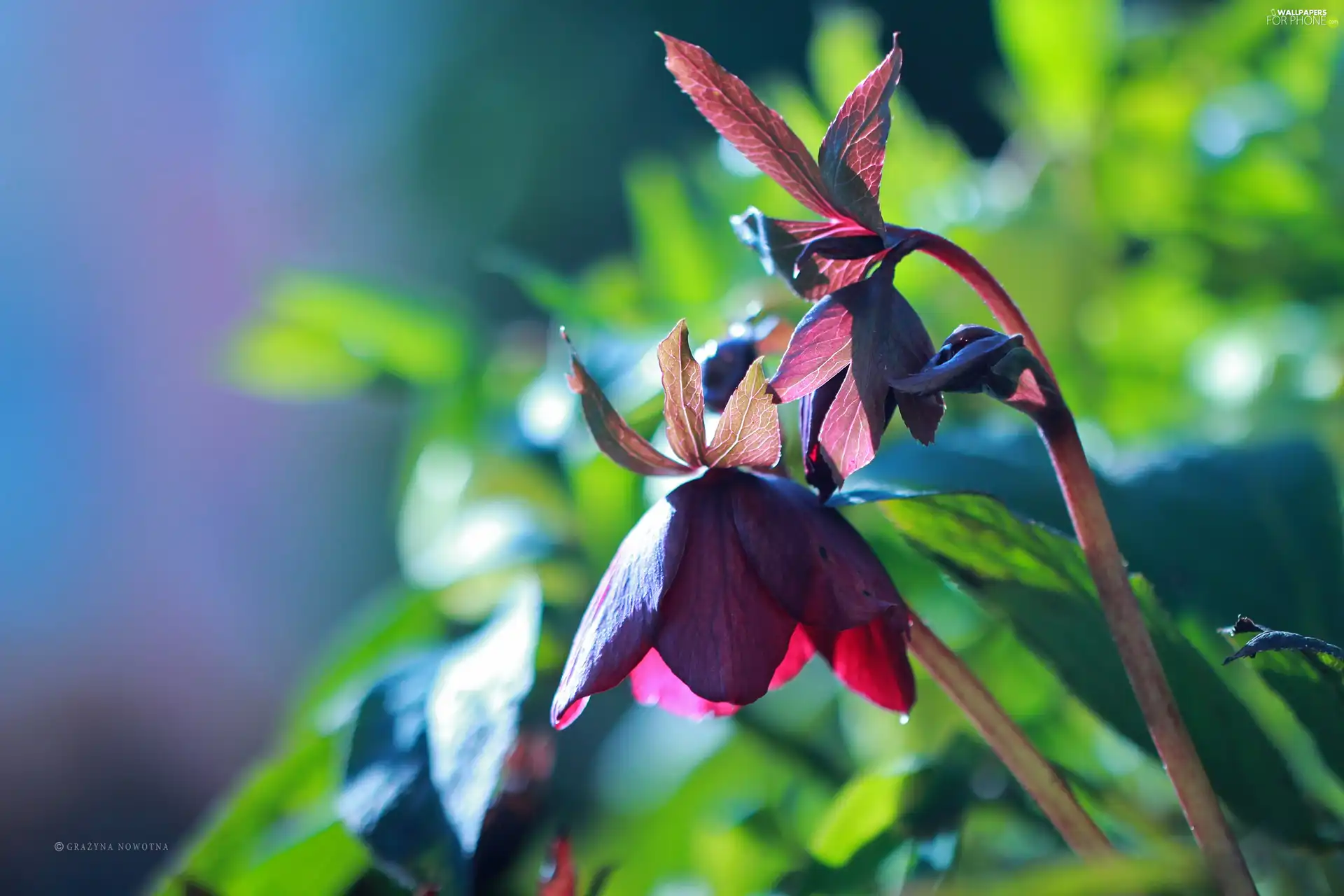 Spring, Colourfull Flowers, Bear