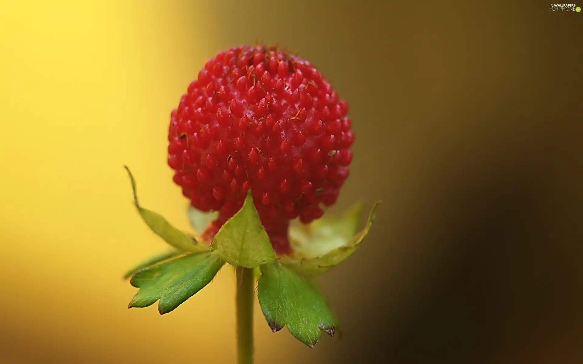 stalk, Red, Colourfull Flowers