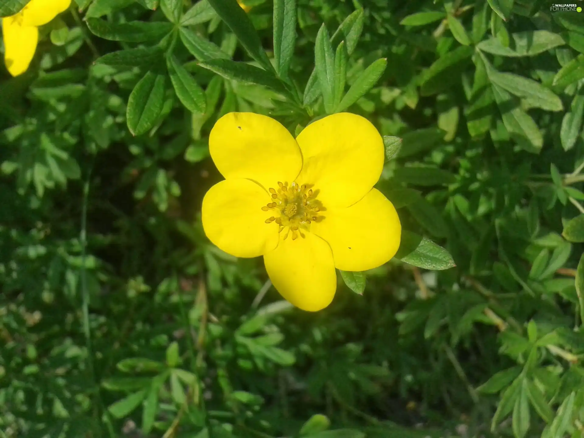 summer, Yellow, Colourfull Flowers, Potentilla