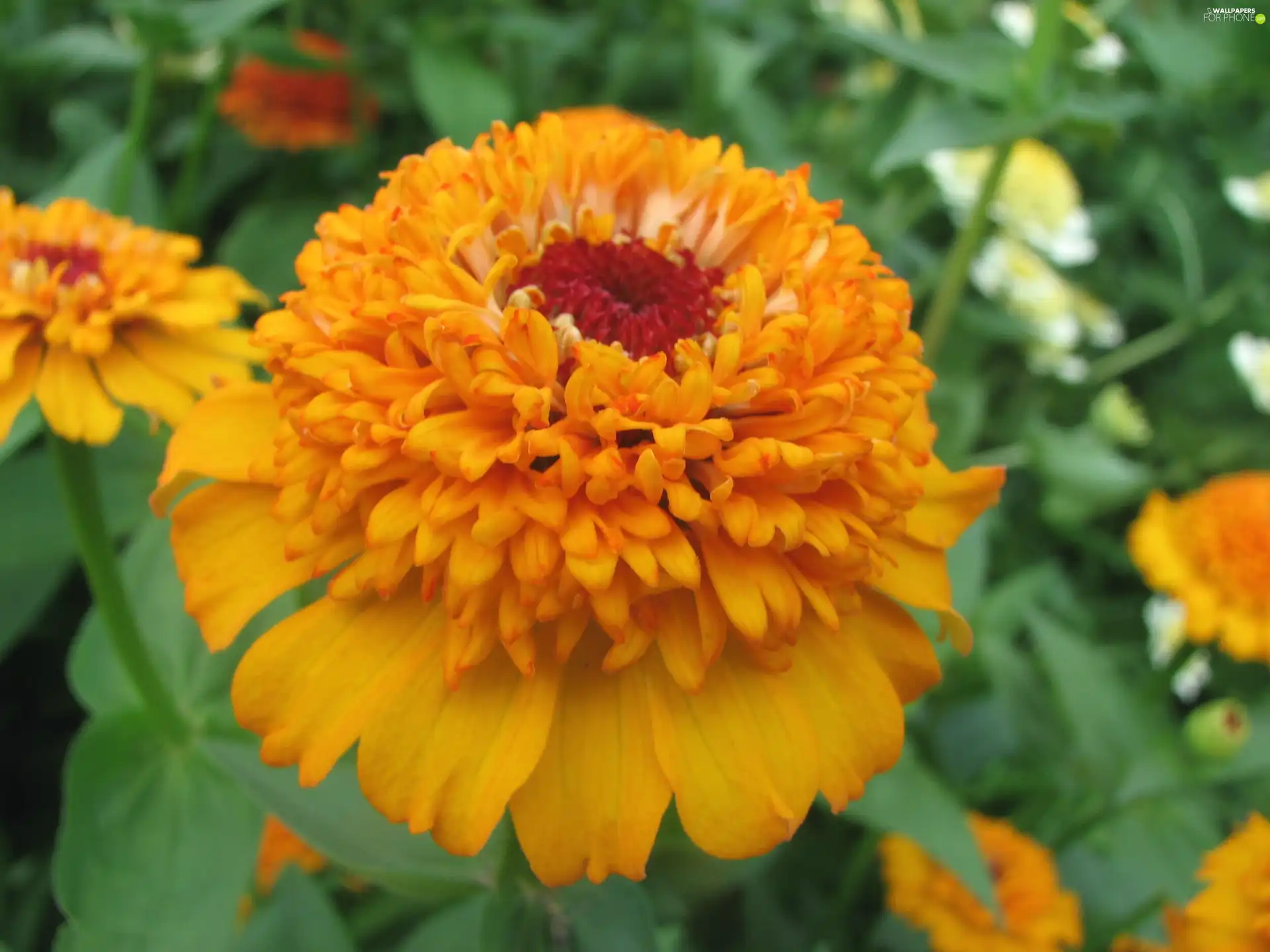 Colourfull Flowers, Tagetes