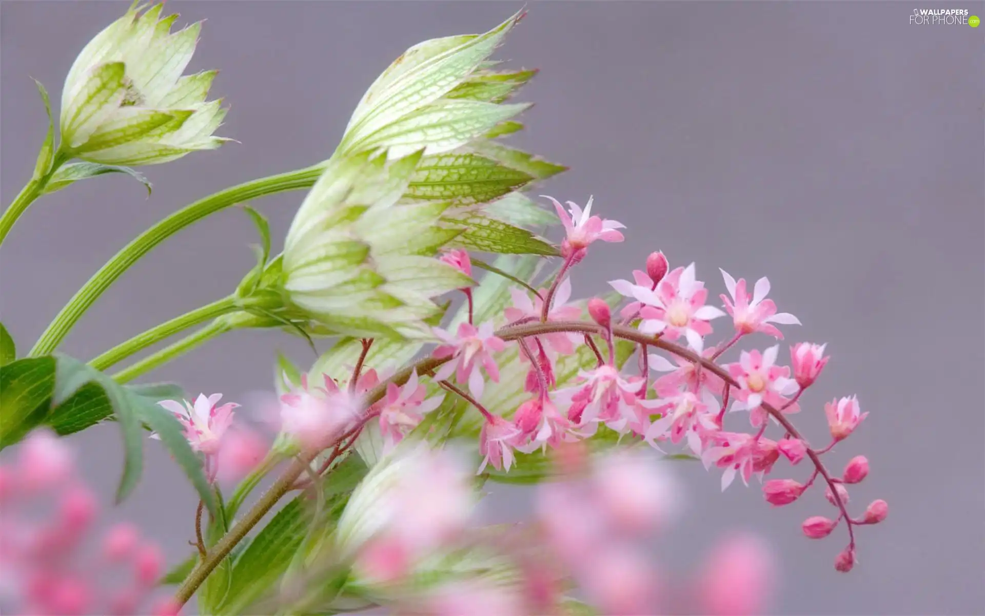 twig, Pink, Colourfull Flowers