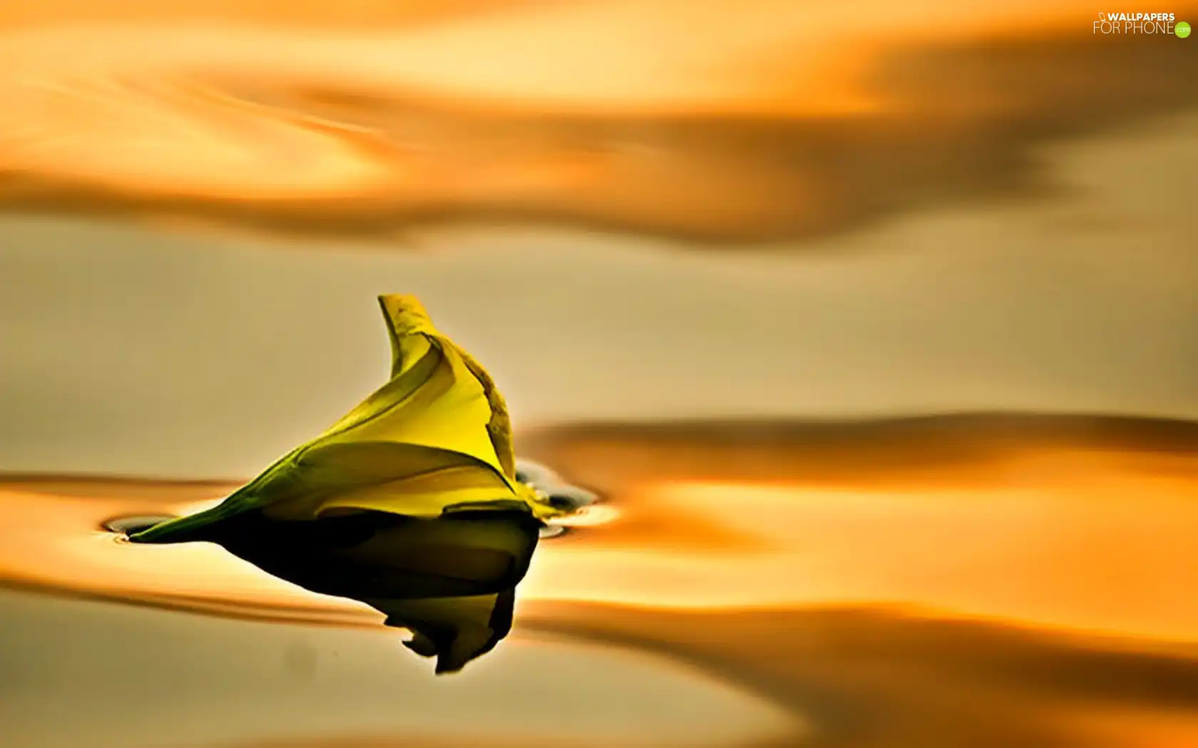 water, sinking, Colourfull Flowers