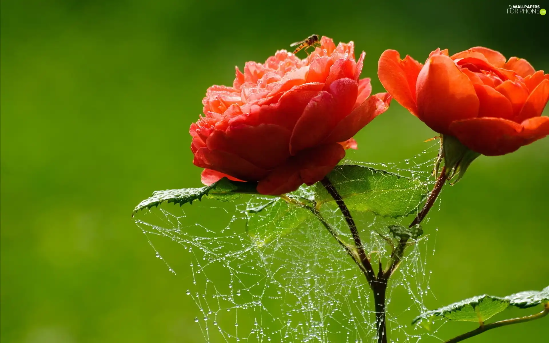 Colourfull Flowers, Web