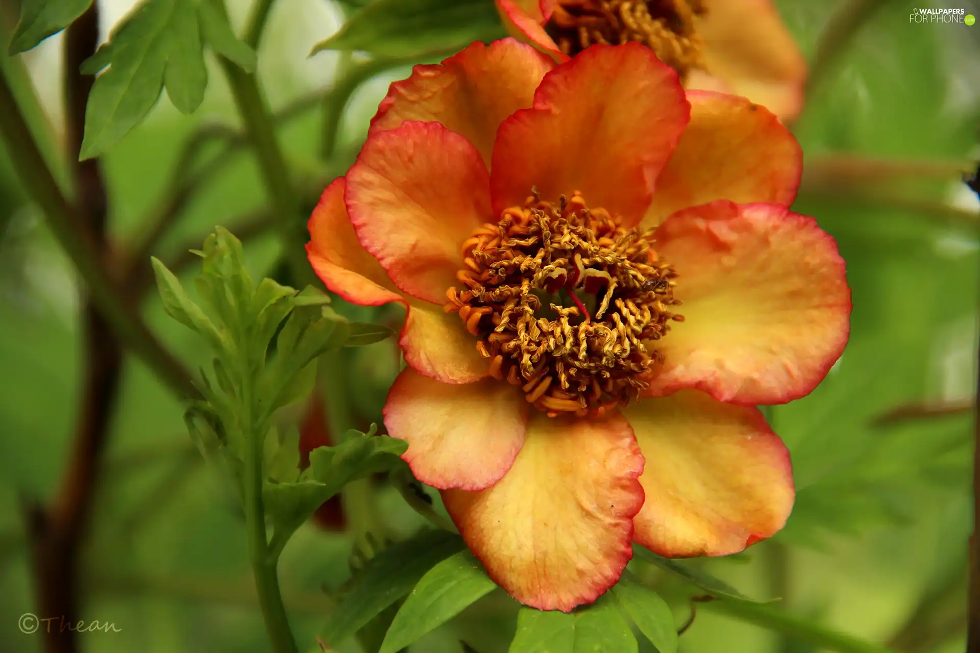 flakes, Yellow Red, Colourfull Flowers