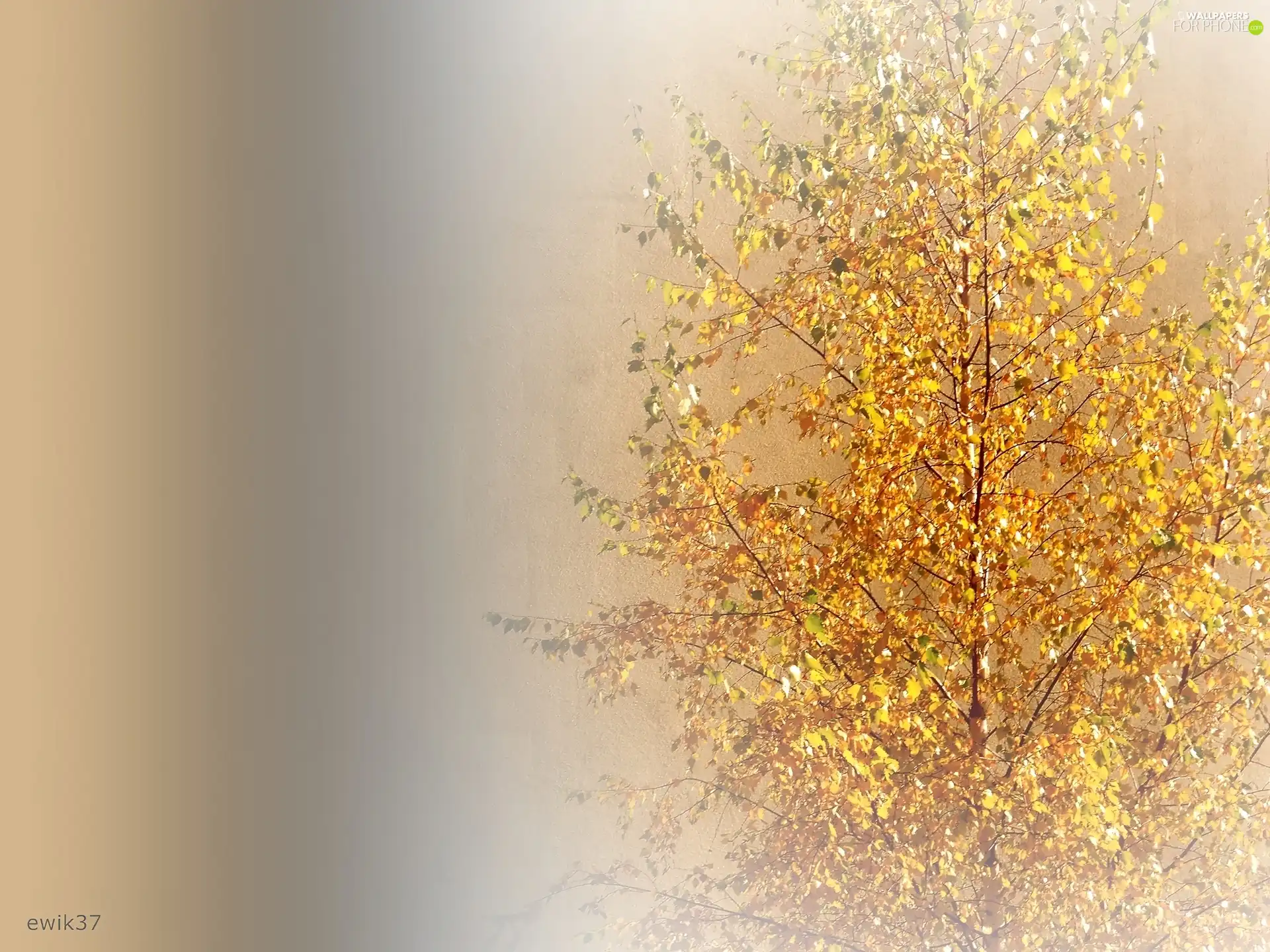 trees, Autumn, Colours, birch-tree