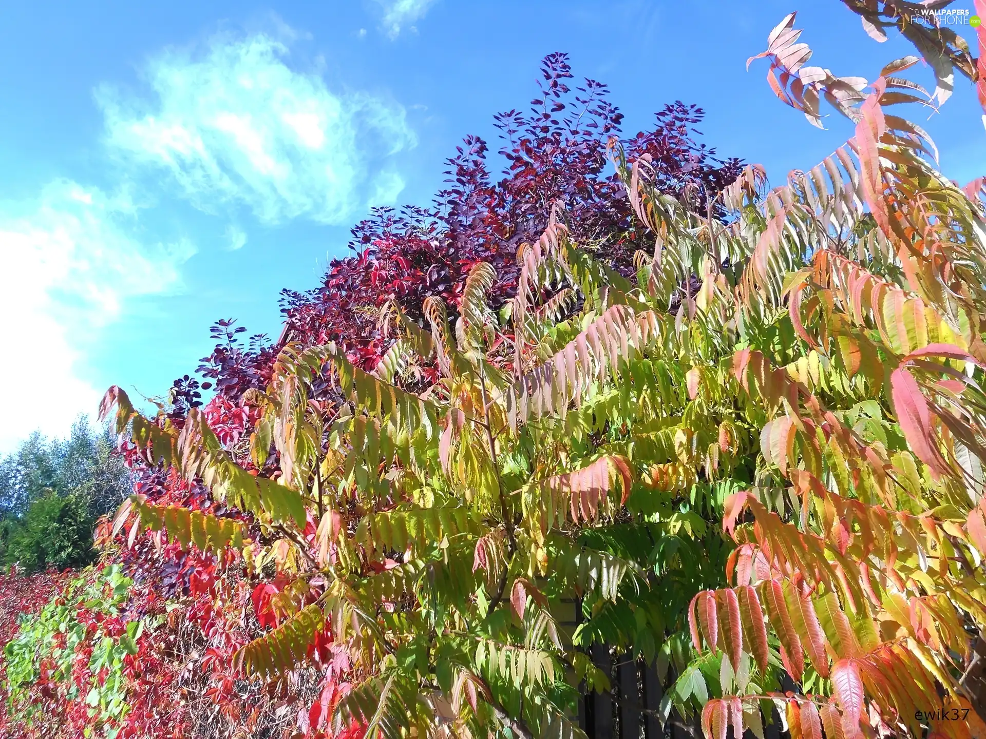 different, Gardens, White, Bush, autumn, Colours, clouds