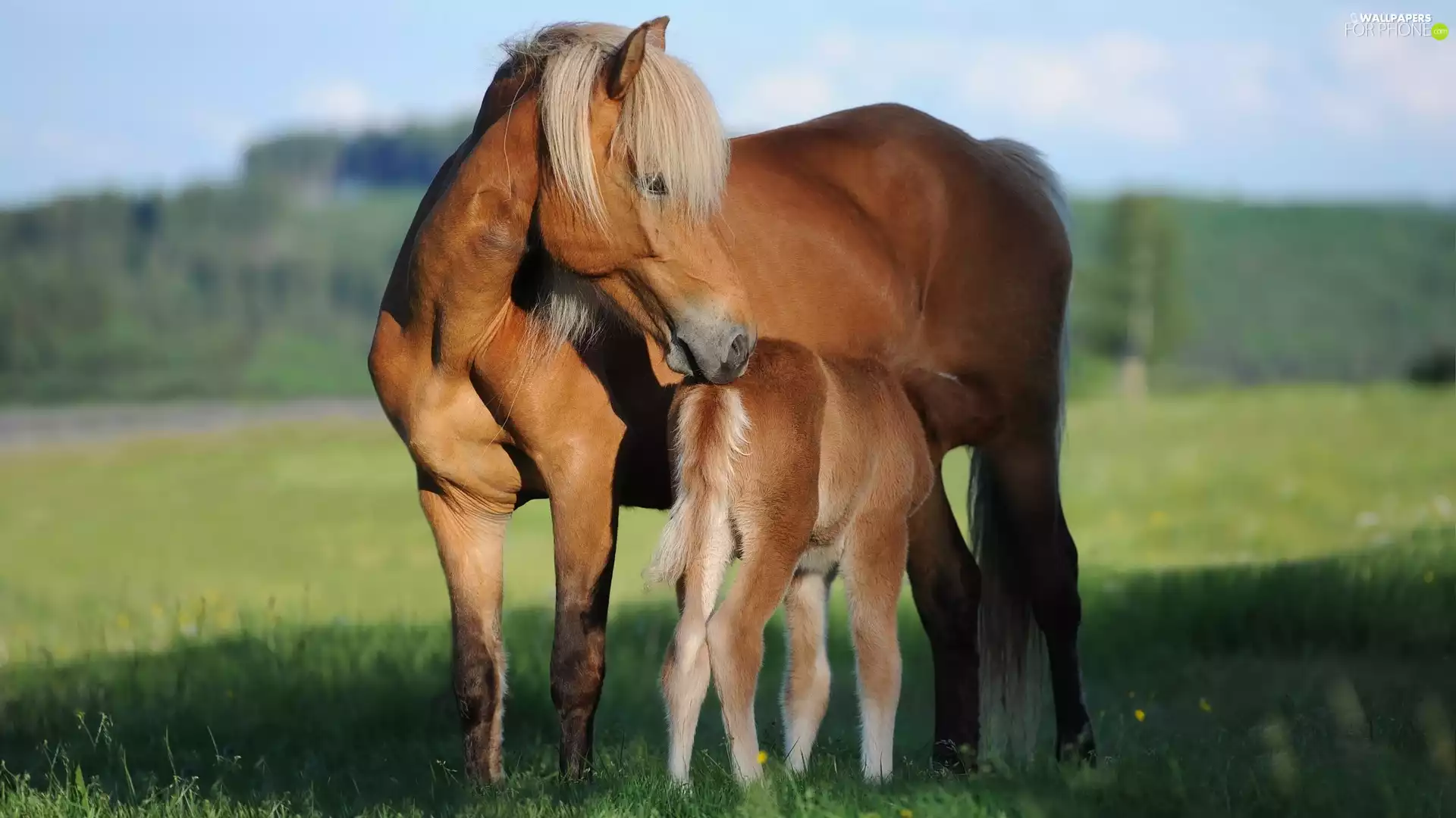 Colt, bloodstock, Mare