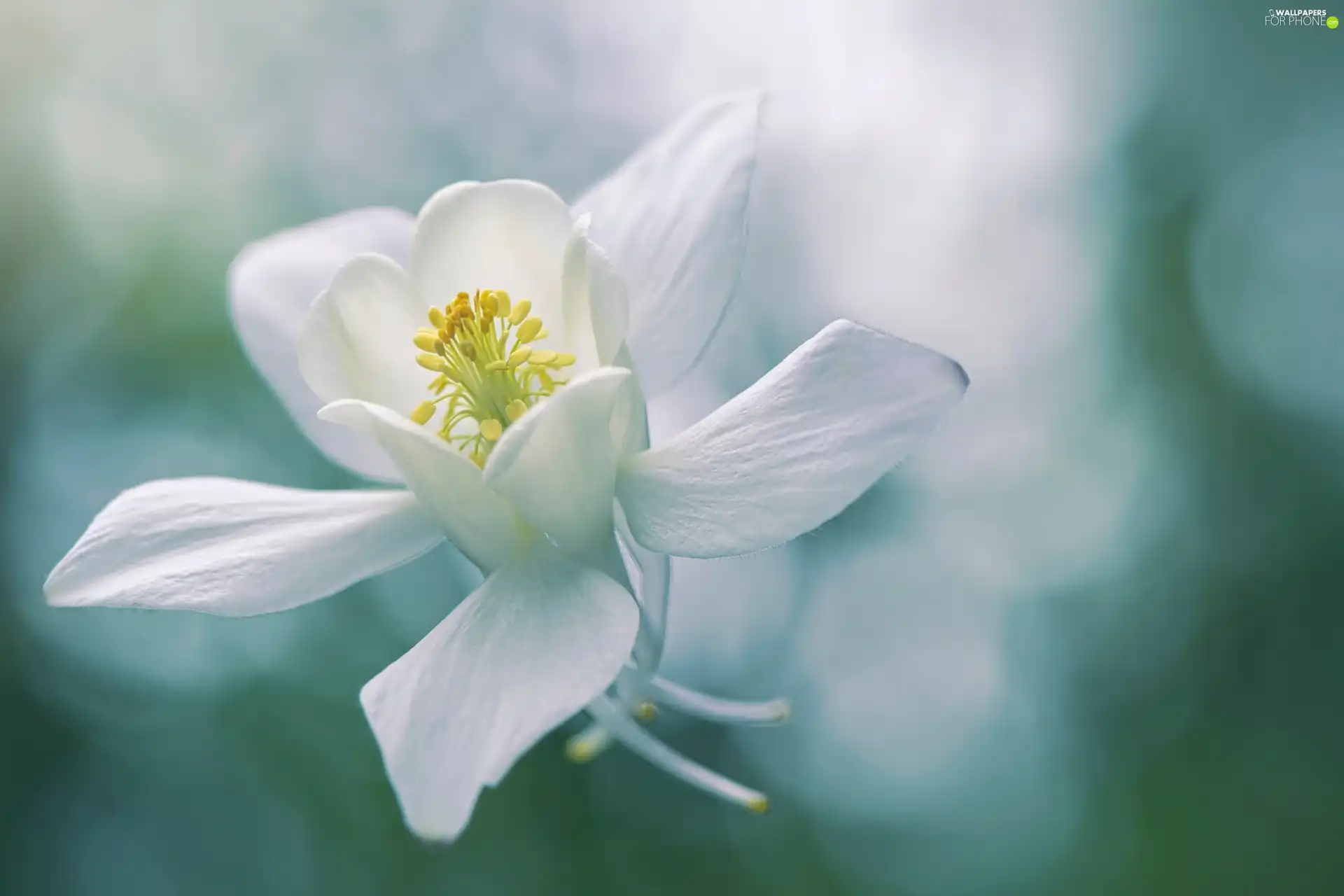 White, columbine, rapprochement, Colourfull Flowers