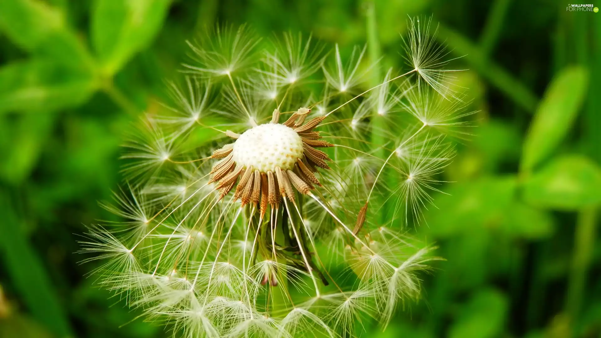 Common Dandelion, Close