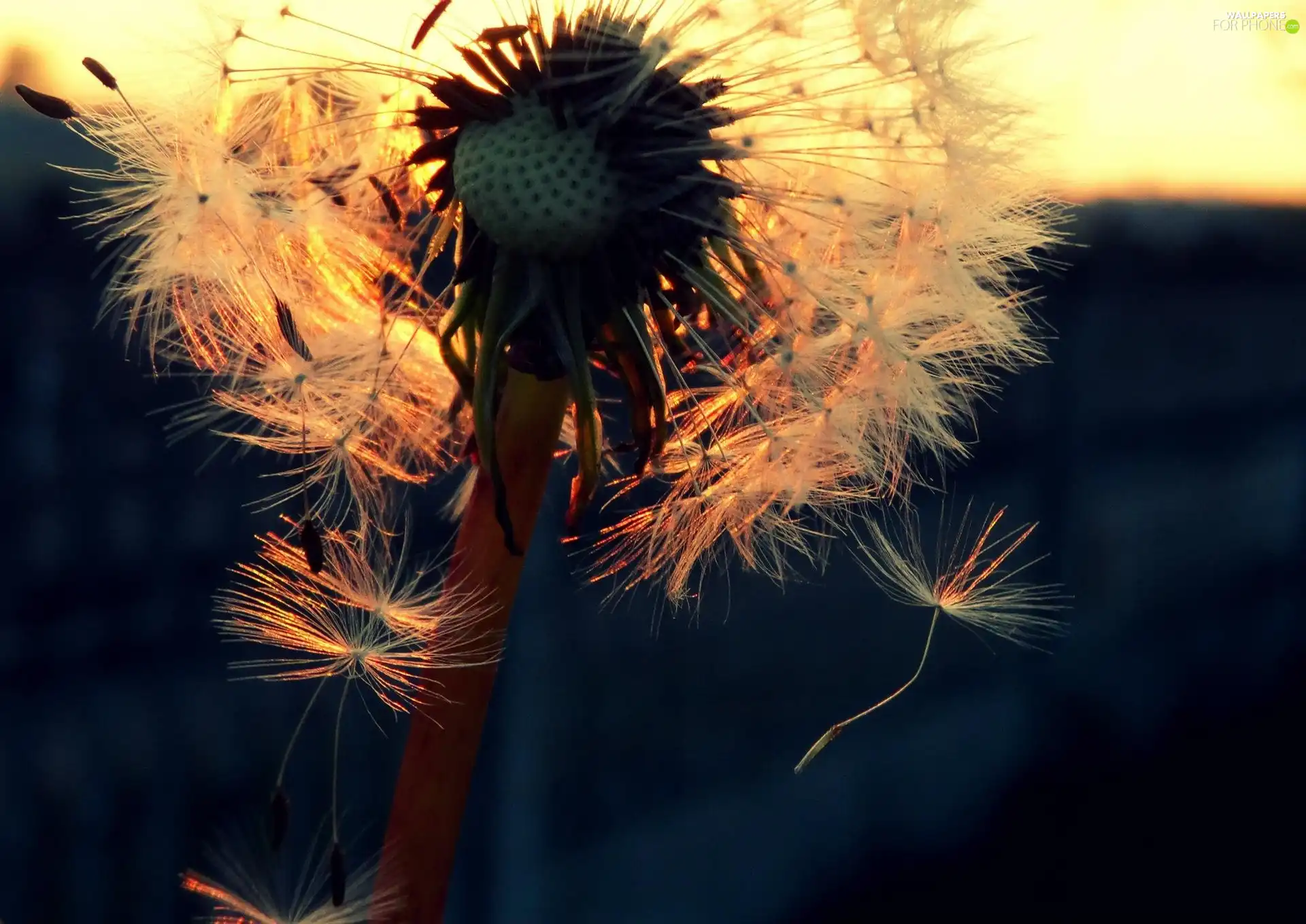 Common Dandelion