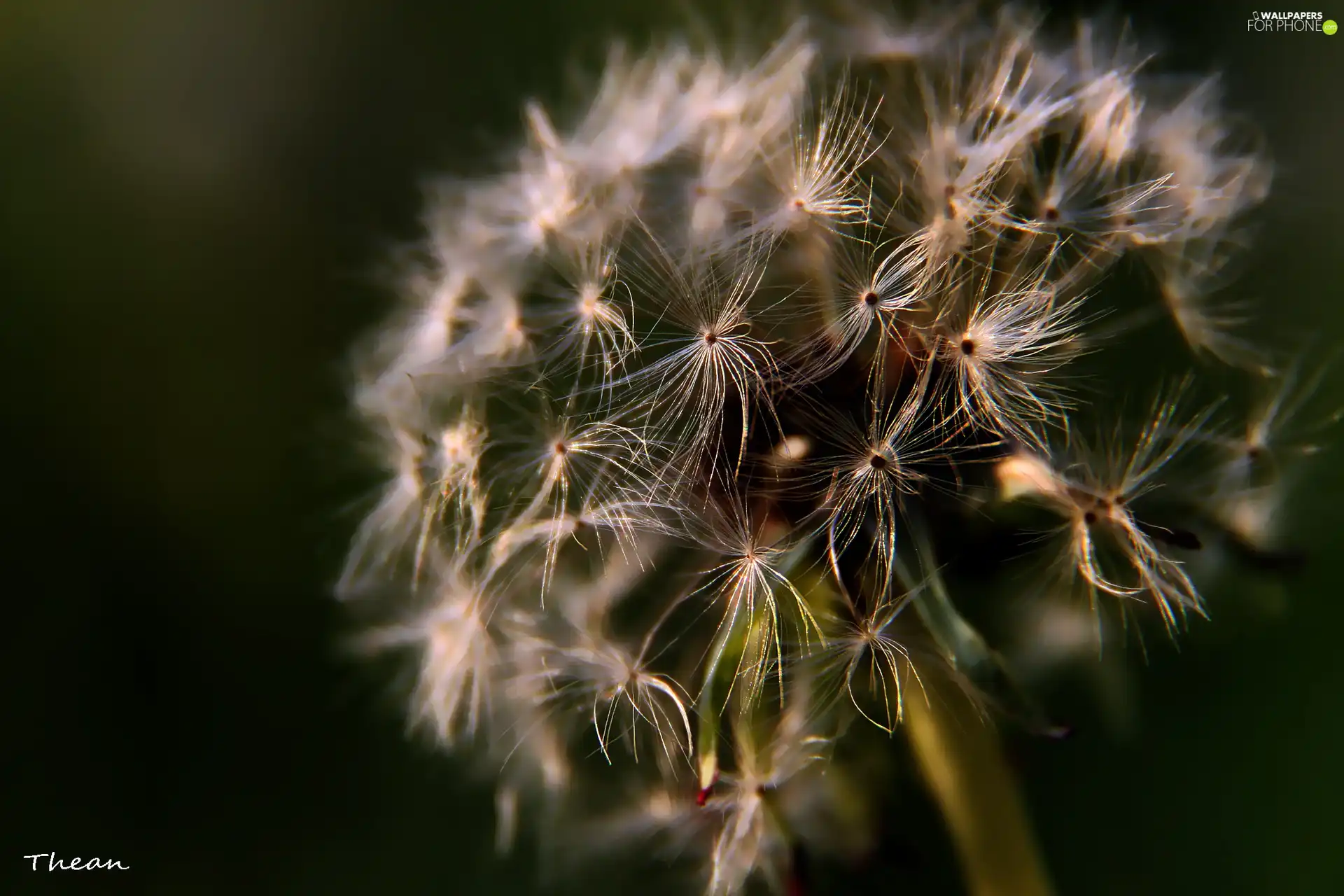 Common Dandelion, dandelion