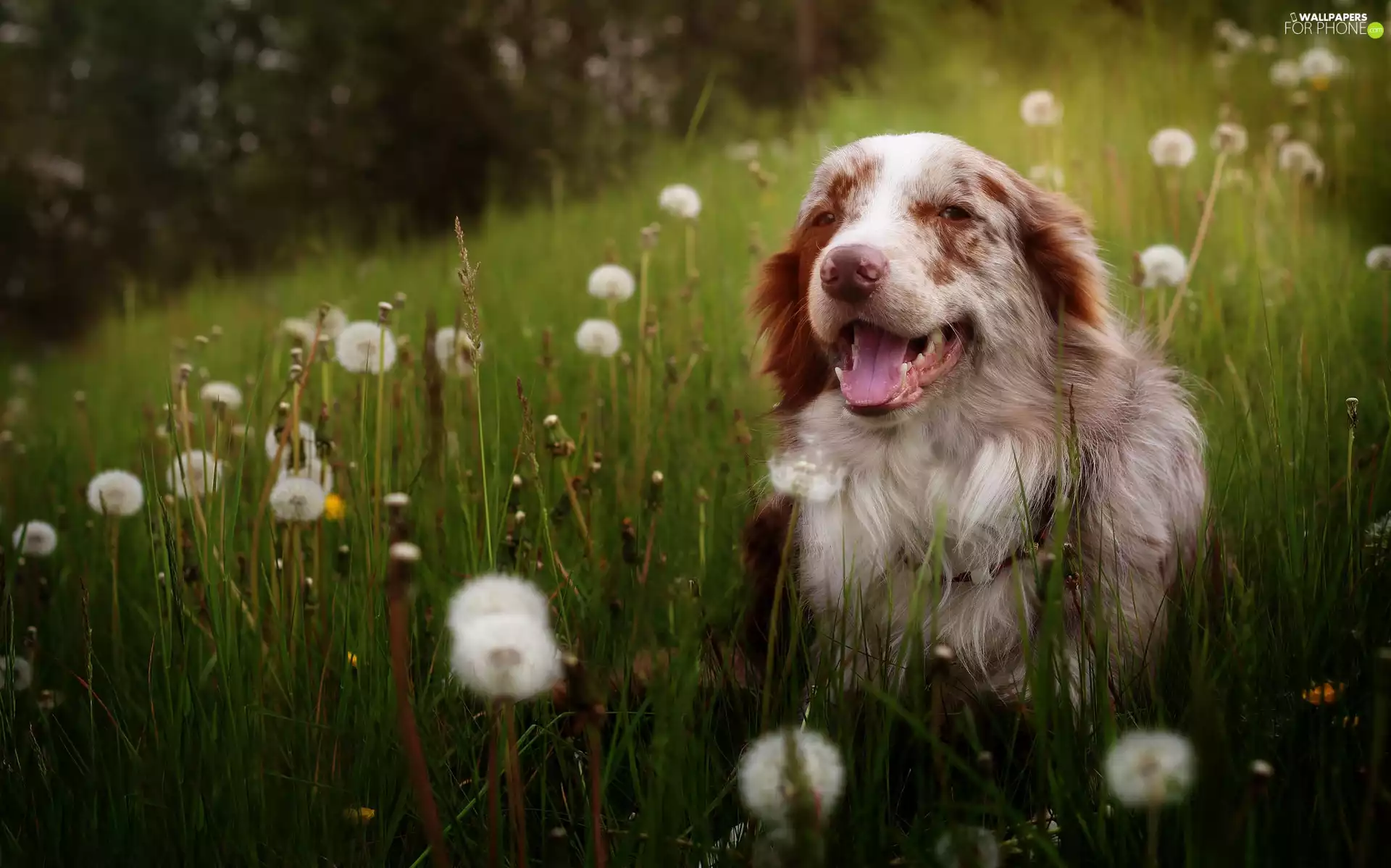 Australian Shepherd, grass, Common Dandelion, Meadow