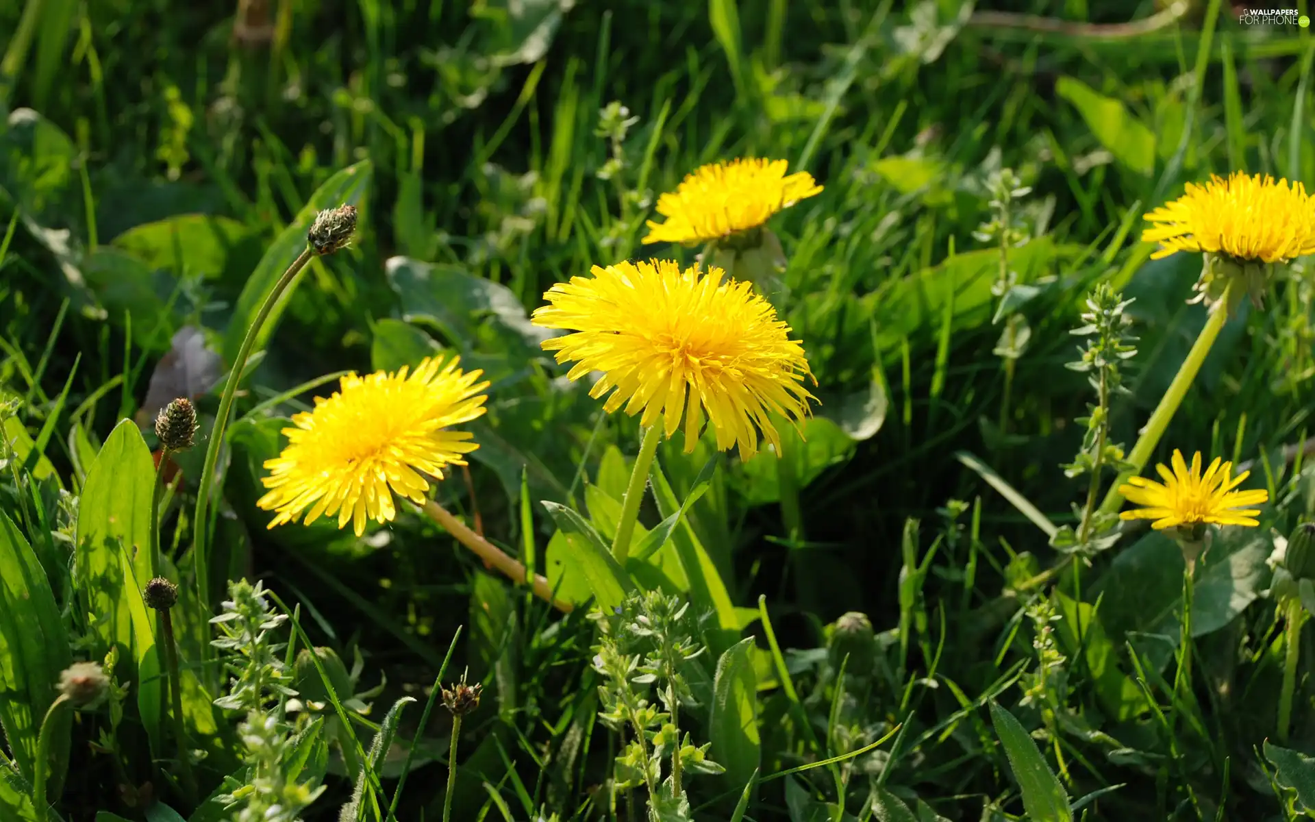 common, Yellow, puffball