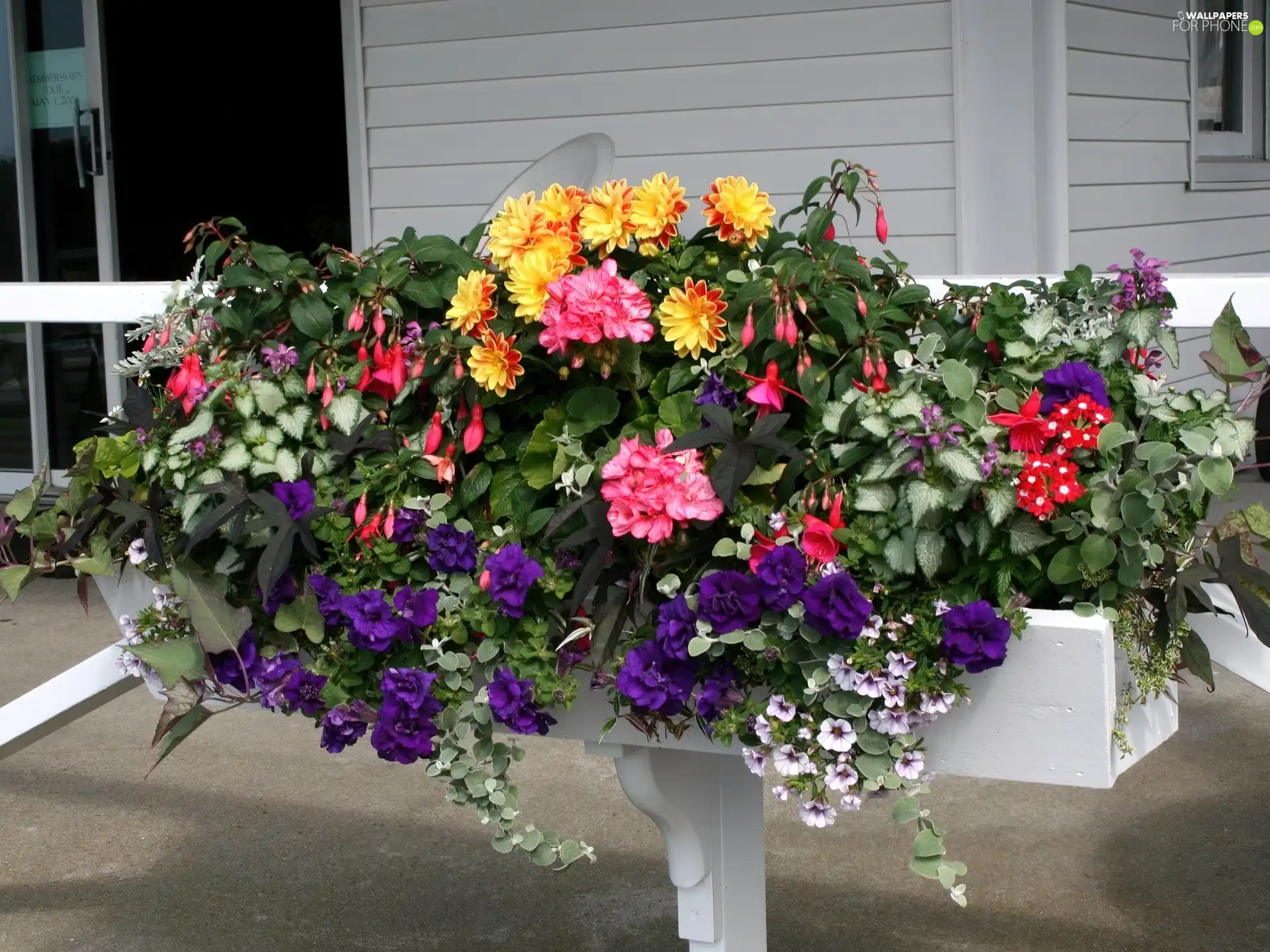 composition, Flowers, balcony