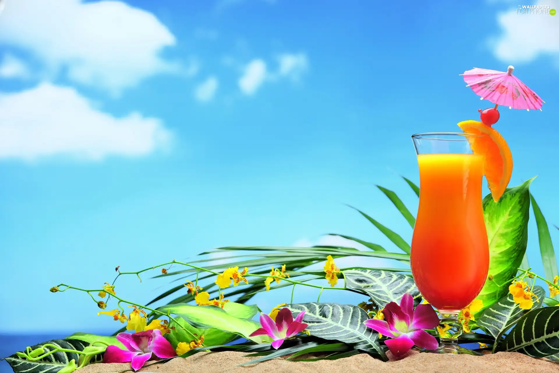 composition, Drink, Flowers, orchids, Orange Juice