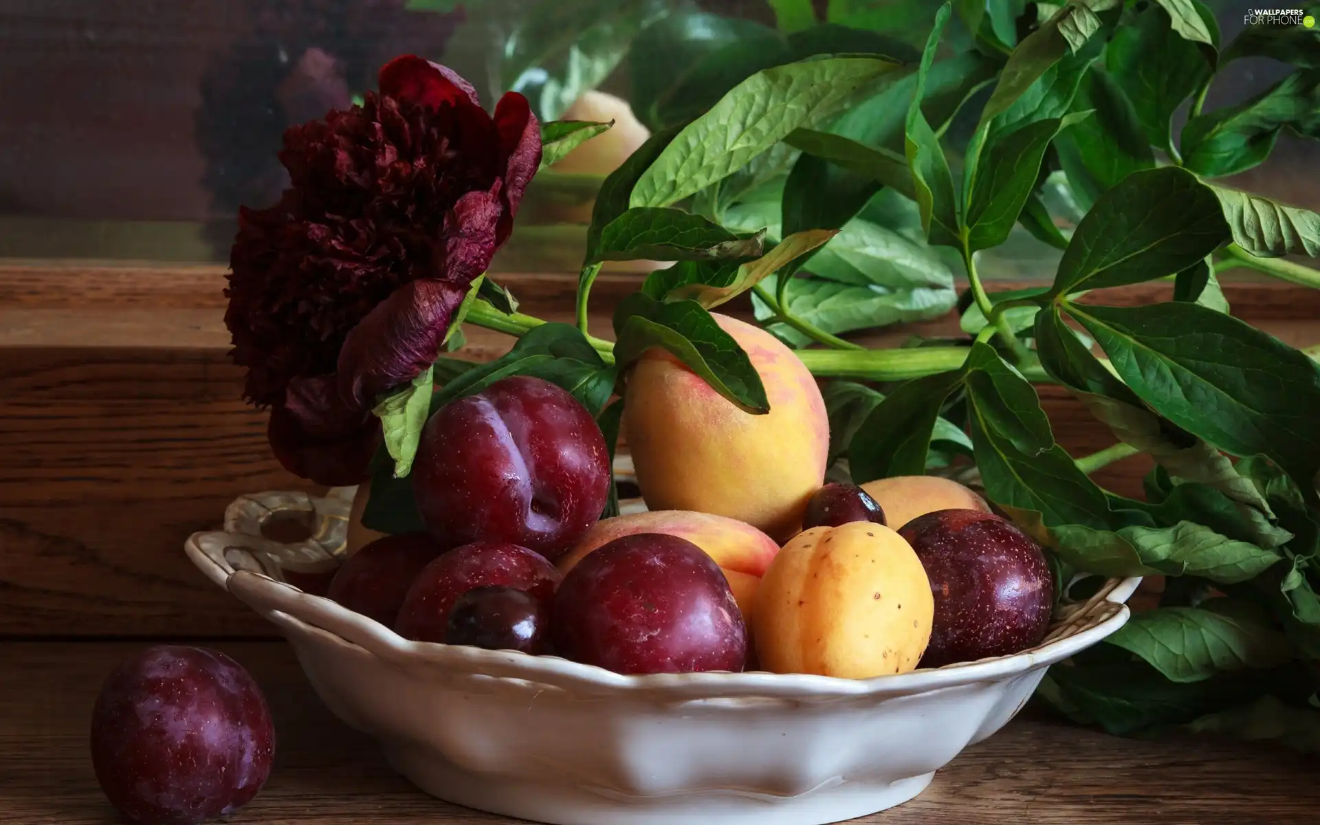 composition, still life, apricots, peony, plums