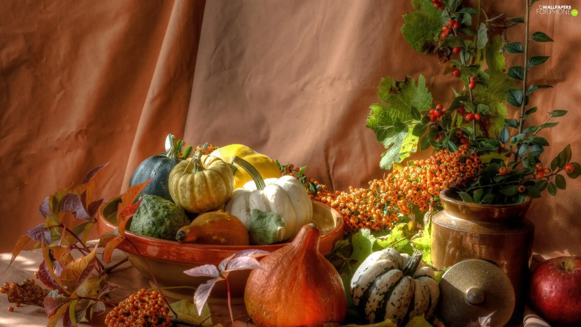 composition, pumpkin, Plant