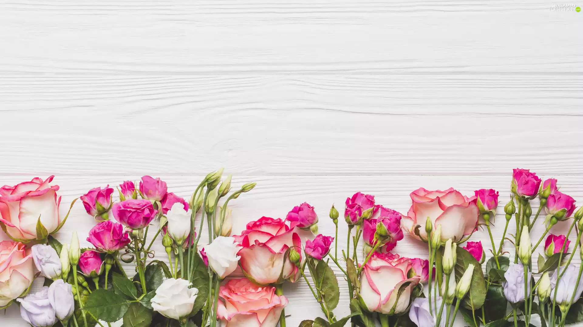 Eustoma, Flowers, boarding, composition, White, roses