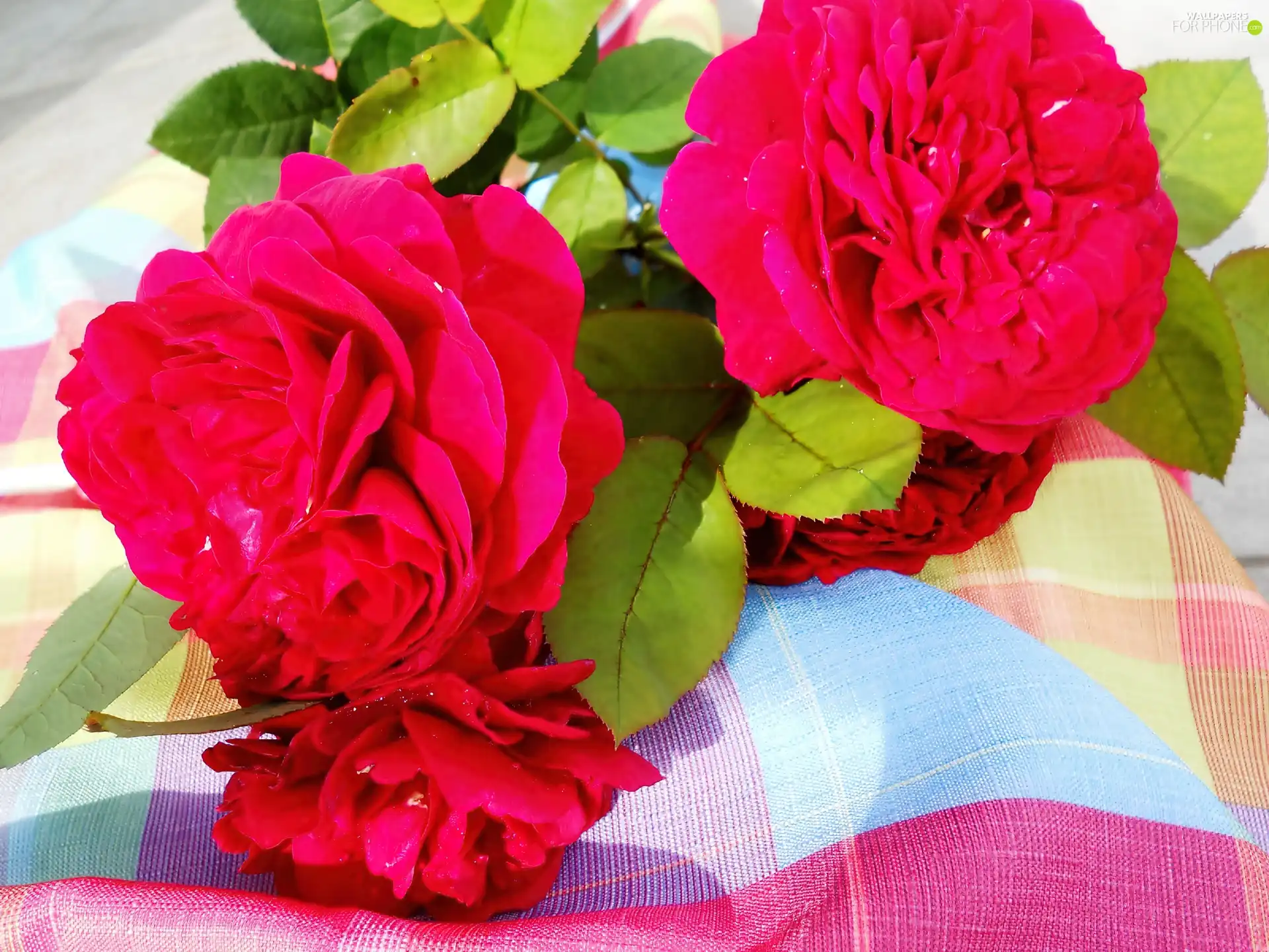 composition, roses, tablecloth