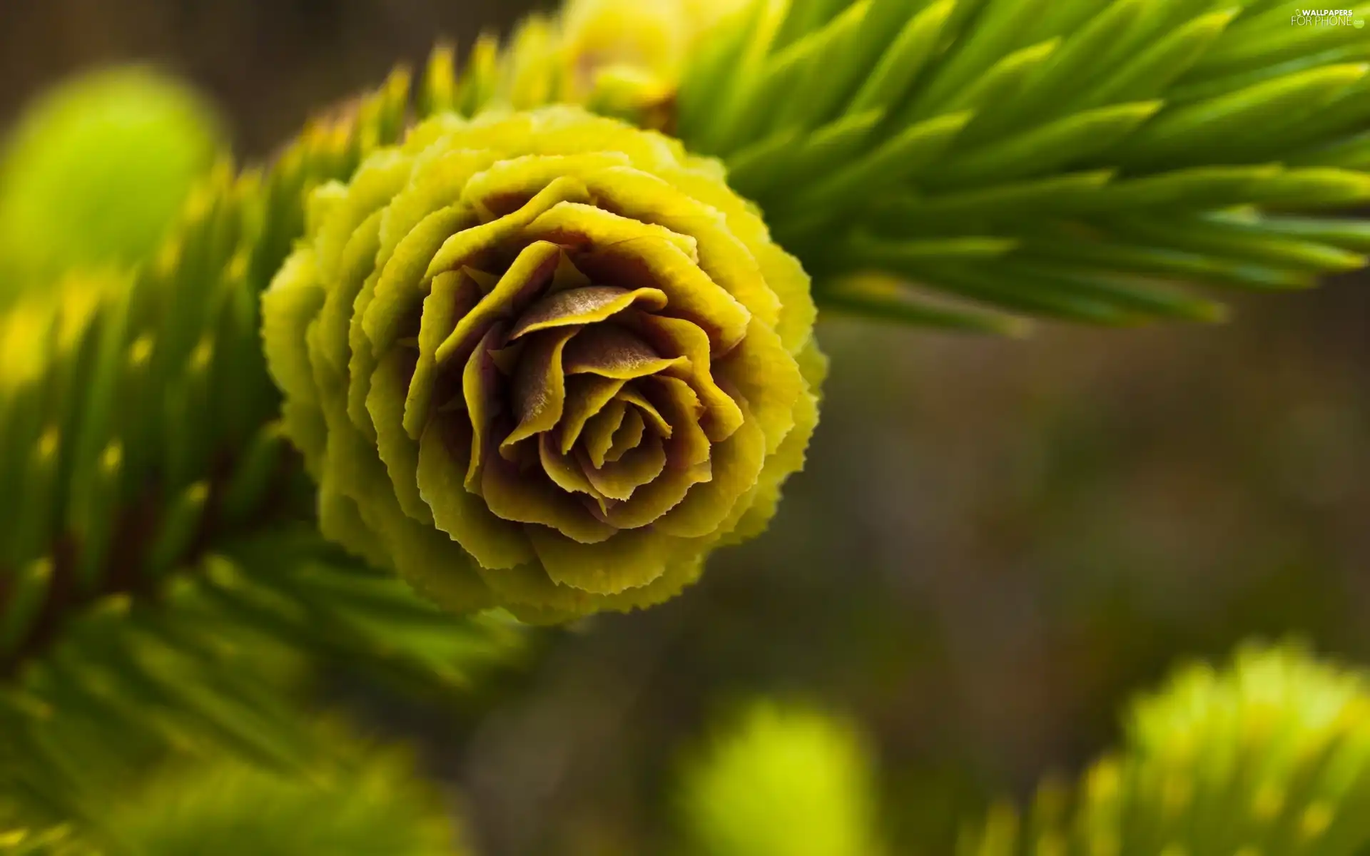 cone, twig, conifer